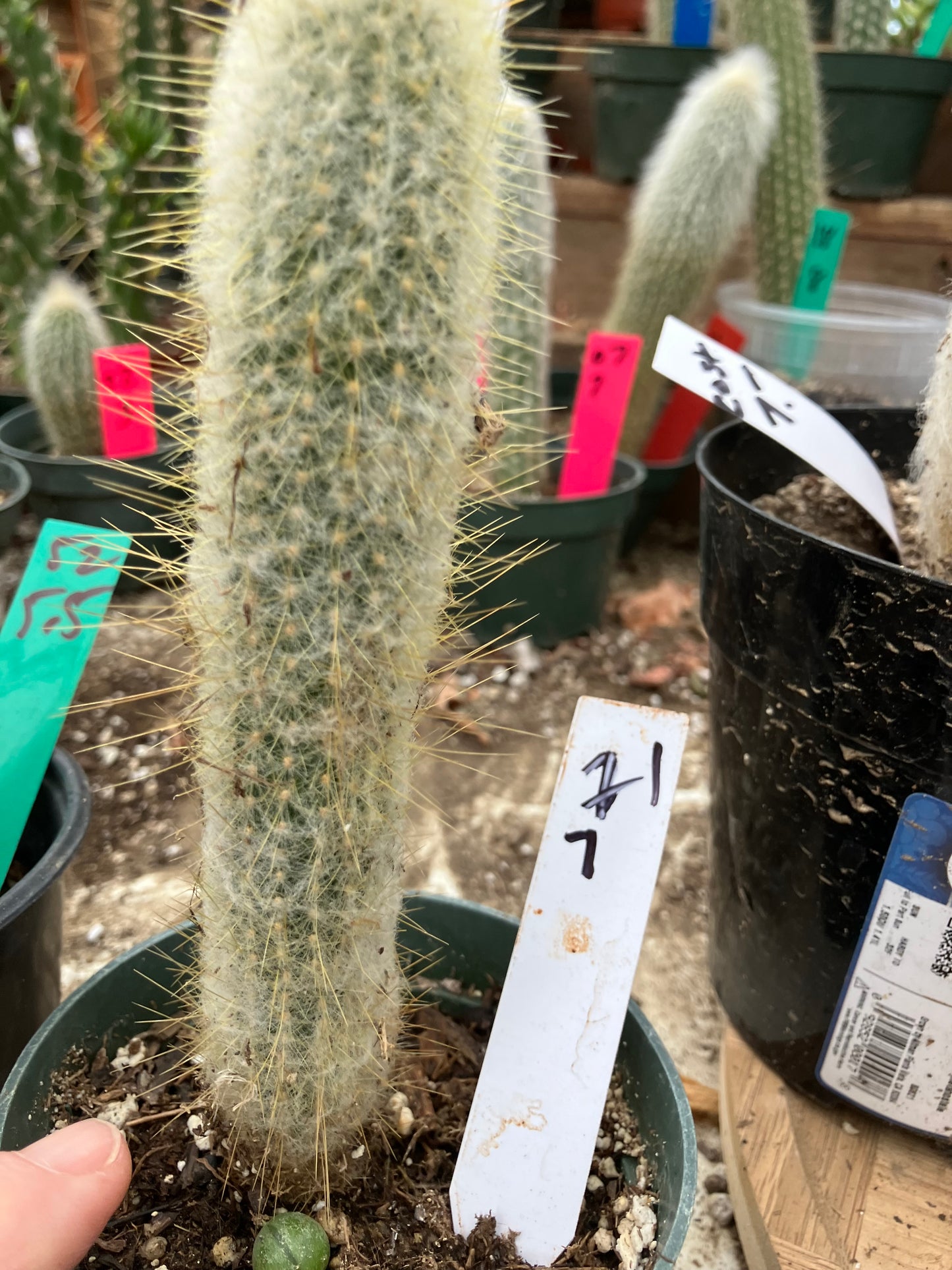 Oreocereus doelzianus Old Woman, Old Man Cactus 7"Tall #21W