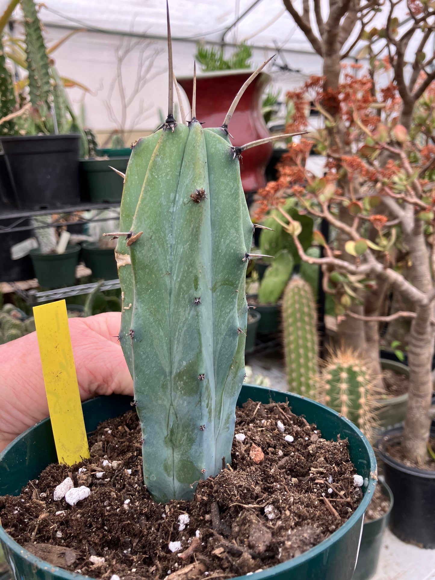 Myrtillocactus cochal Candelabra Cactus 6"Tall 2.5" Wide #1Y