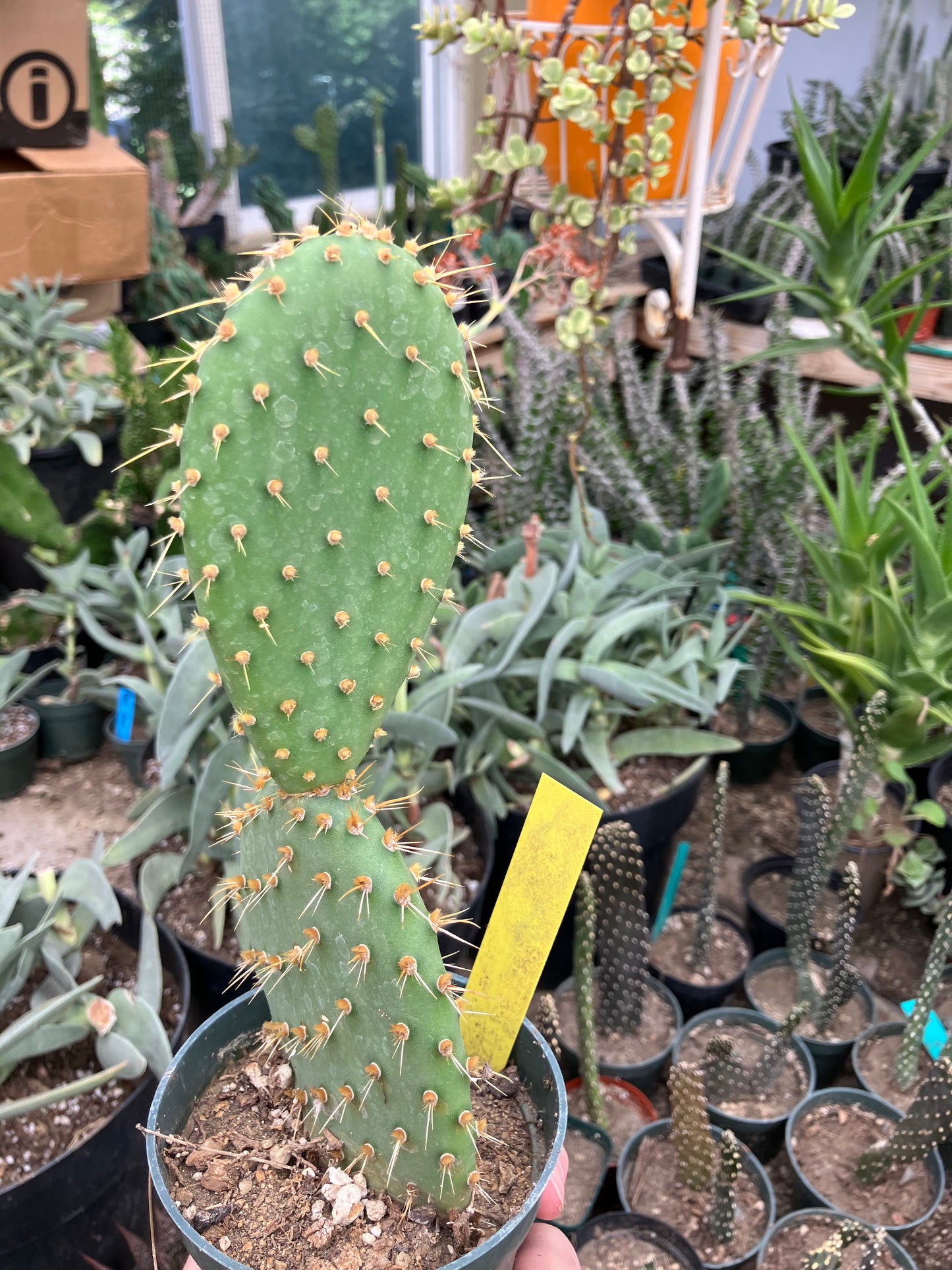 Opuntia engelmannii "Texas Prickly Pear" 9"Tall #120Y