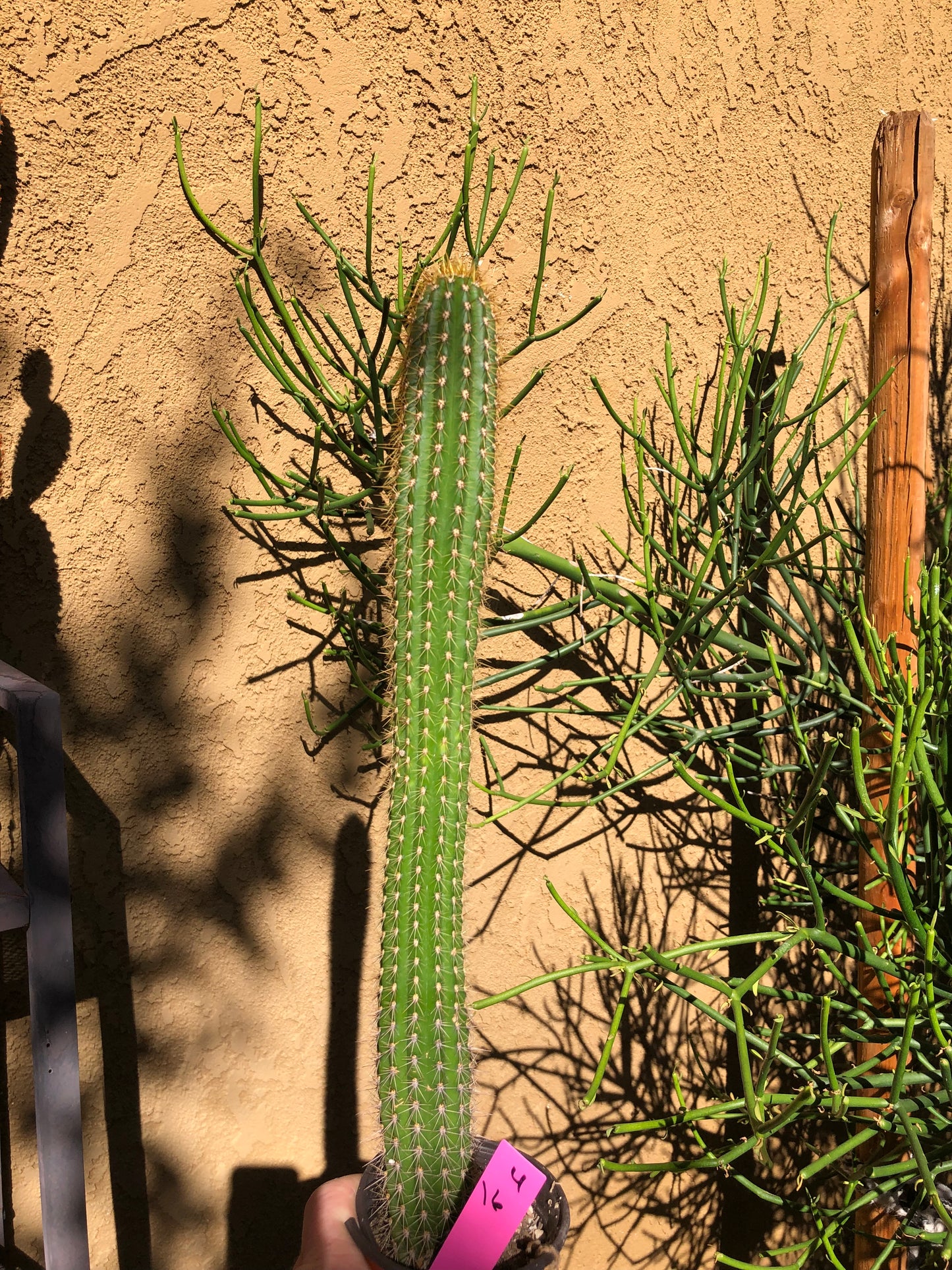 Golden Torch Cactus - Trichocereus spachianus 16" Tall #4P
