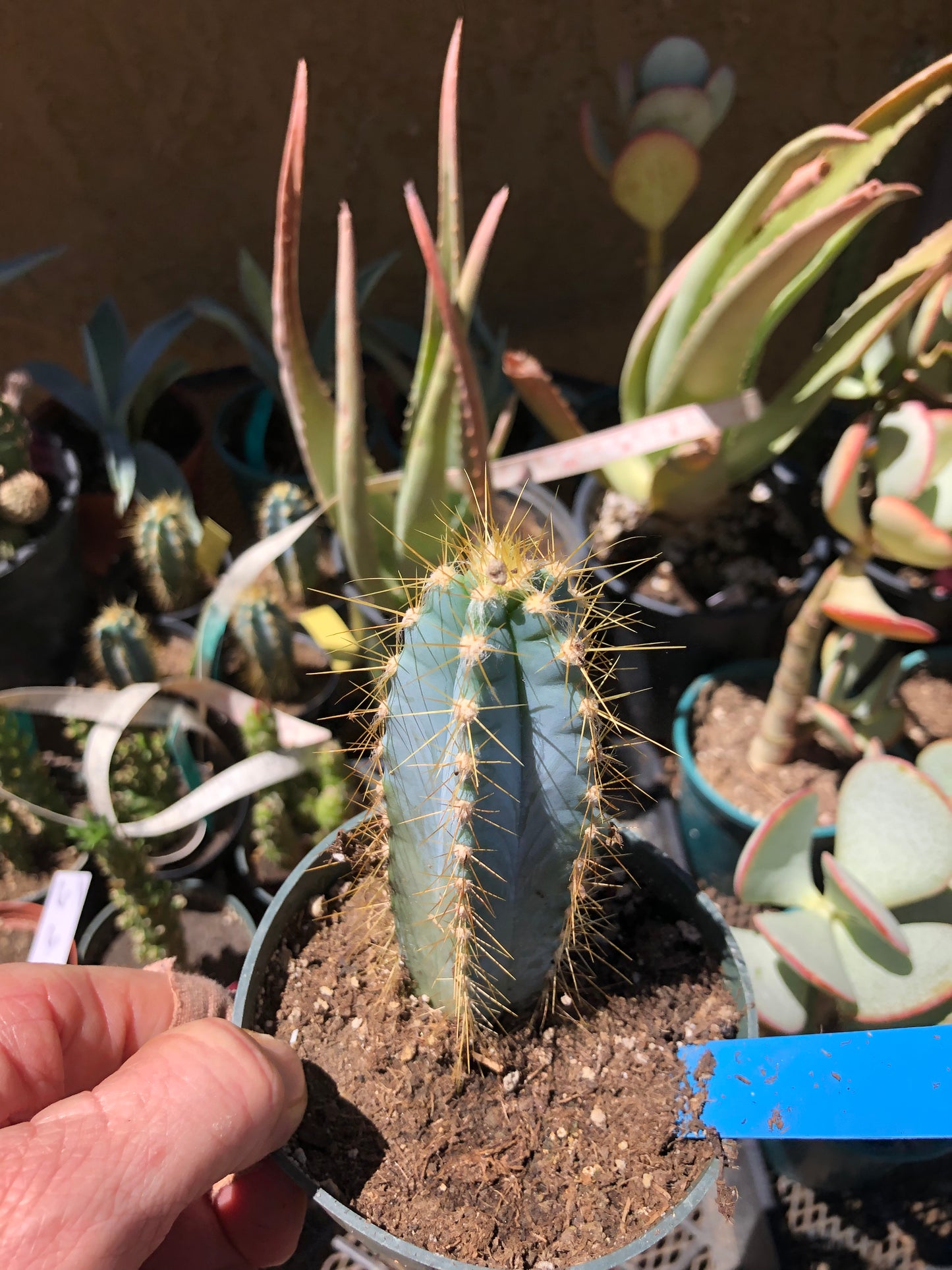 Pilosocereus Blue Azureus Cactus 4"Tall #B
