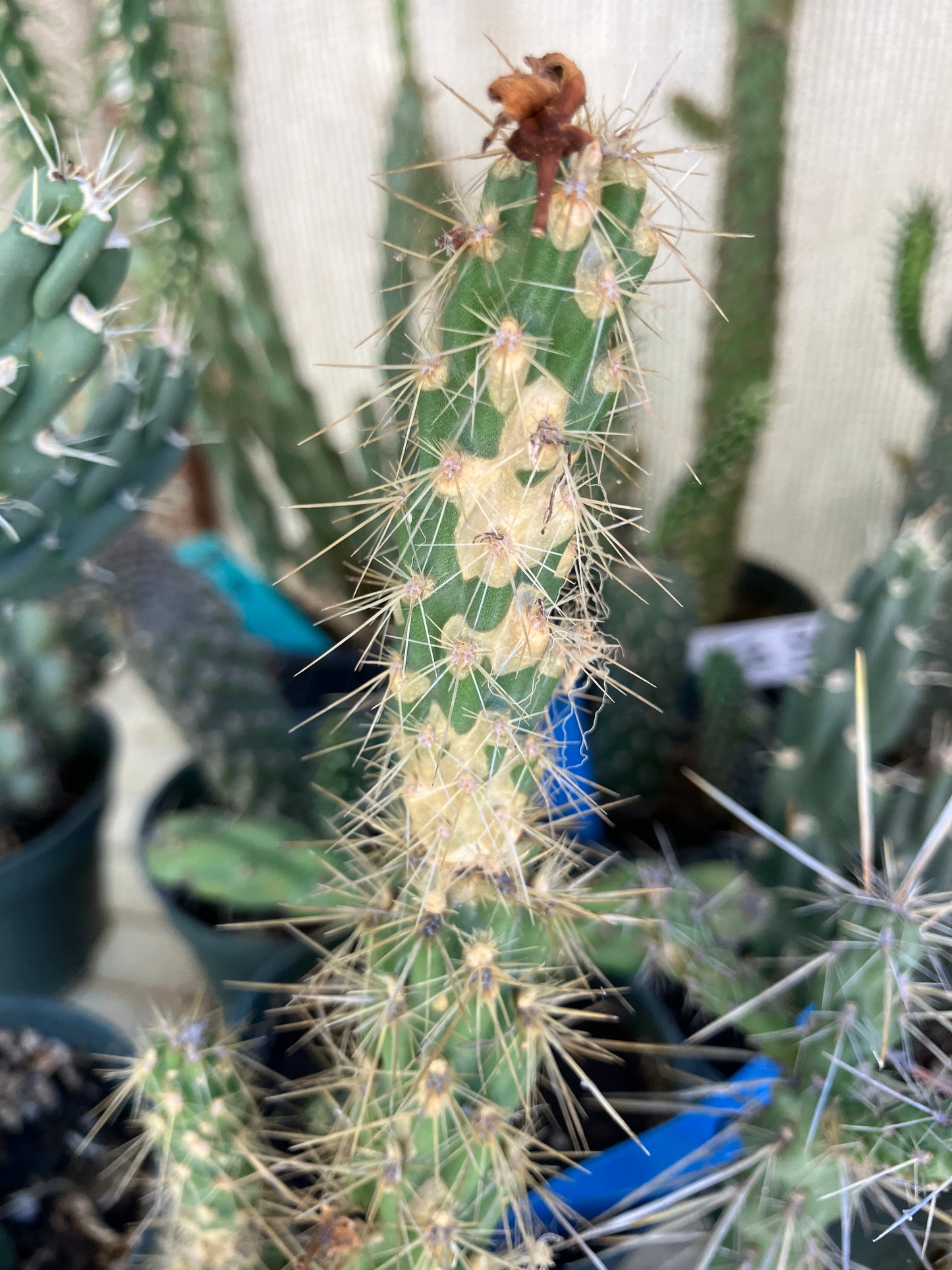 Cholla Cylindropuntia Buckhorn Cactus 10”Tall #1W