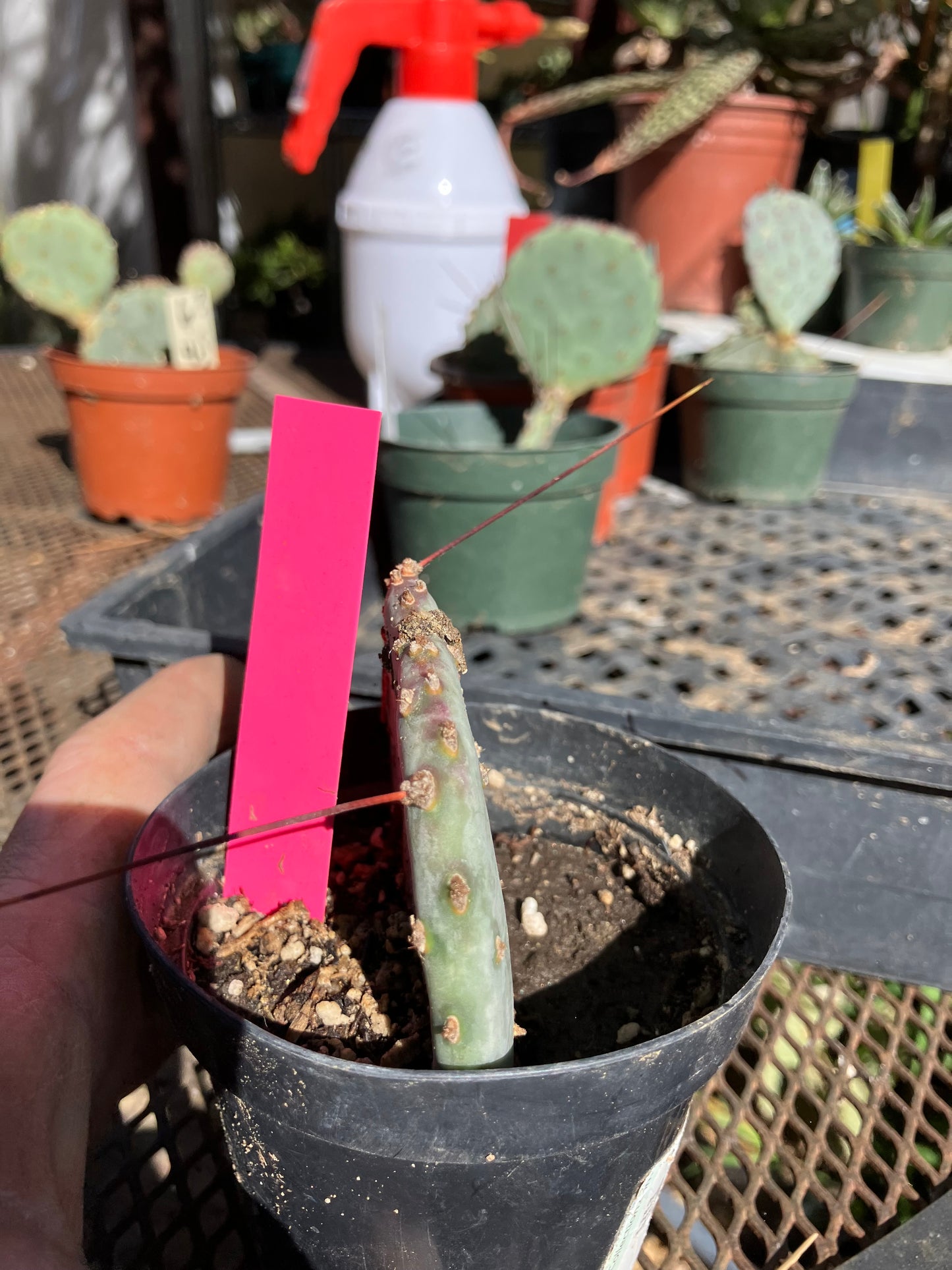 Opuntia Santa Rita Purple Prickly Pear 2.5”Tall #051P