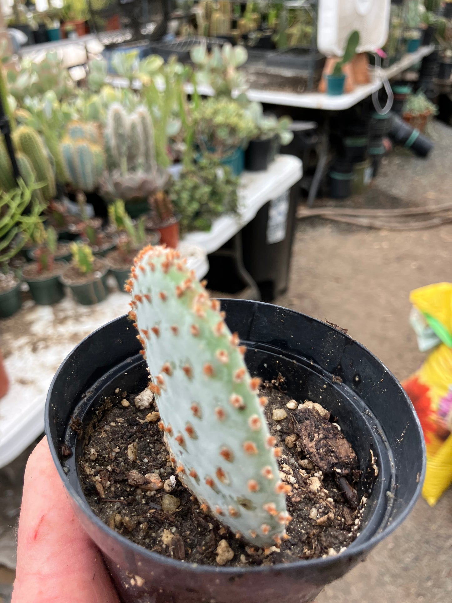 Opuntia Basilaris Beavertail Cactus 3"Tall #83R