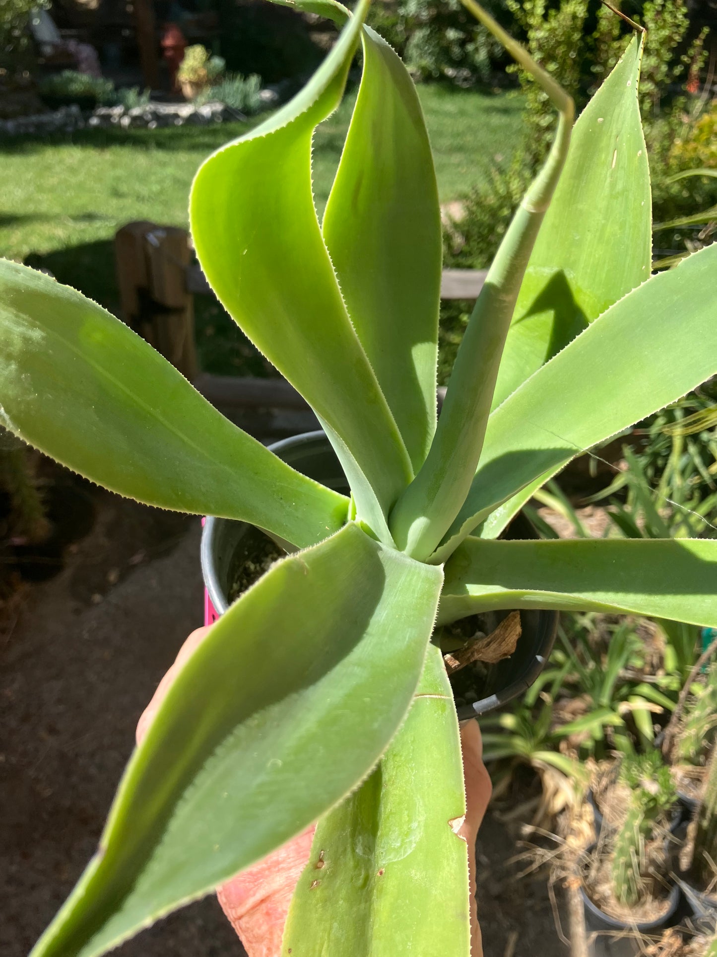 Agave attenuata Foxtail Agave (Fox tail) 11" Wide #111P