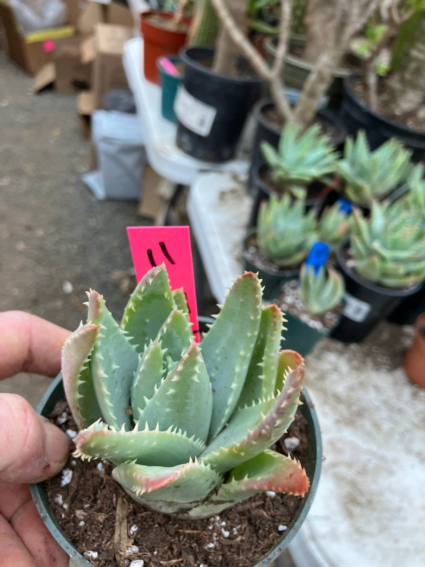 Aloe Brevifolia Short Leaf Aloe Succulent 3.5"W 3.5"Tall #11P