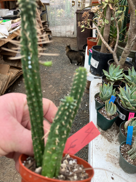 Euphorbia mammillaria GREEN Corn Cob 6"Tall #4R