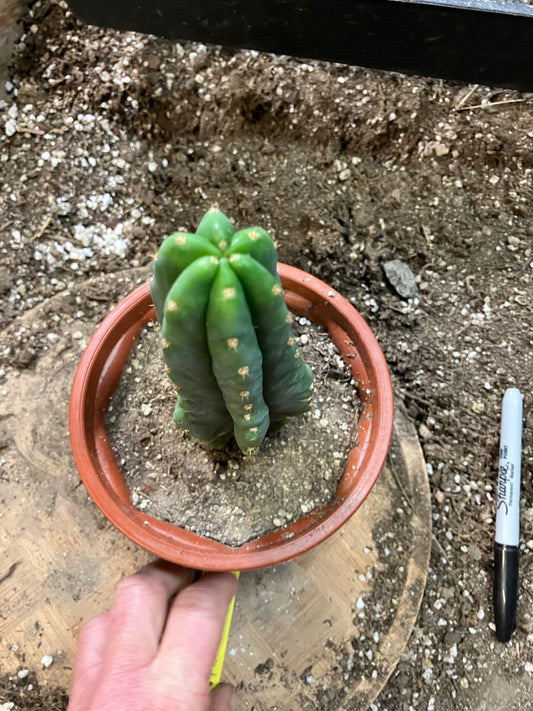 San Pedro Cactus - Trichocereus pachanoi 7"Tall #7Y