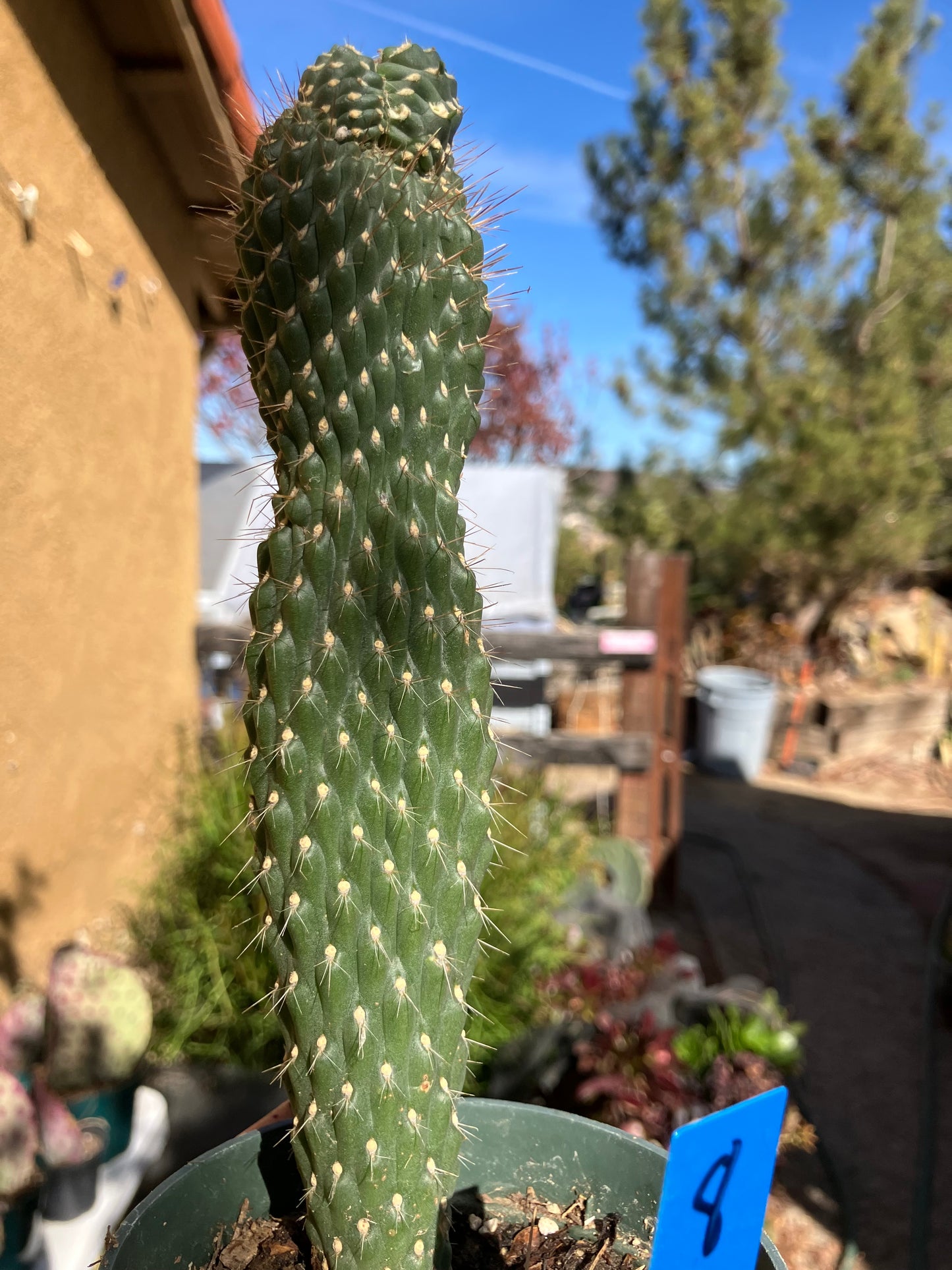 Cylindropuntia fulgida Cholla Boxing Glove Cactus Crest 8"Tall #8B*