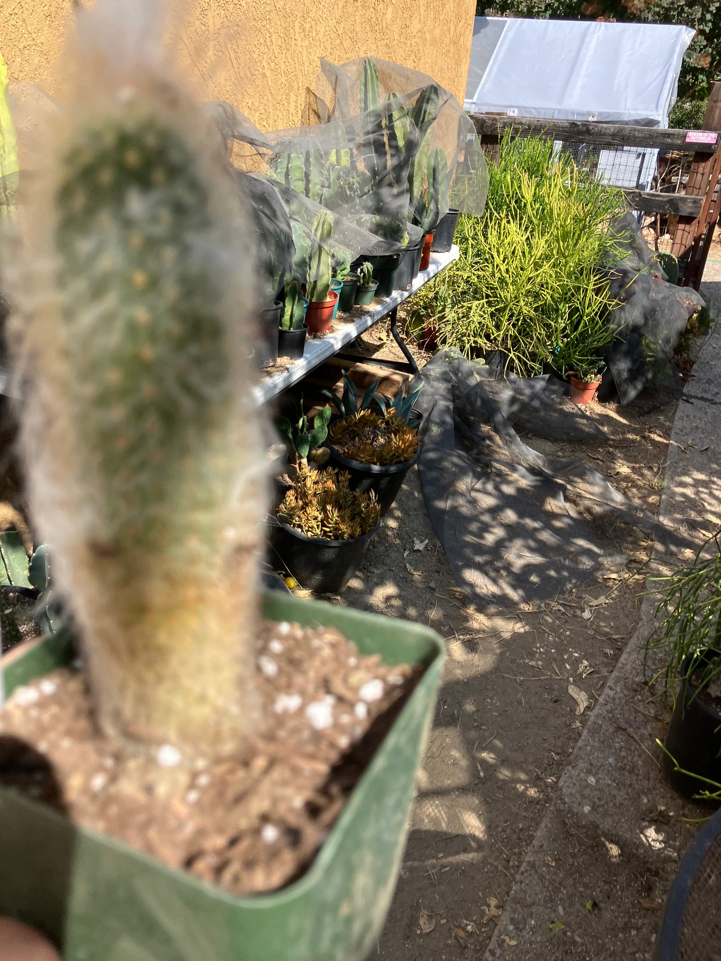 Austrocephalocereus dybowski cabega 5"Tall #55W Torch