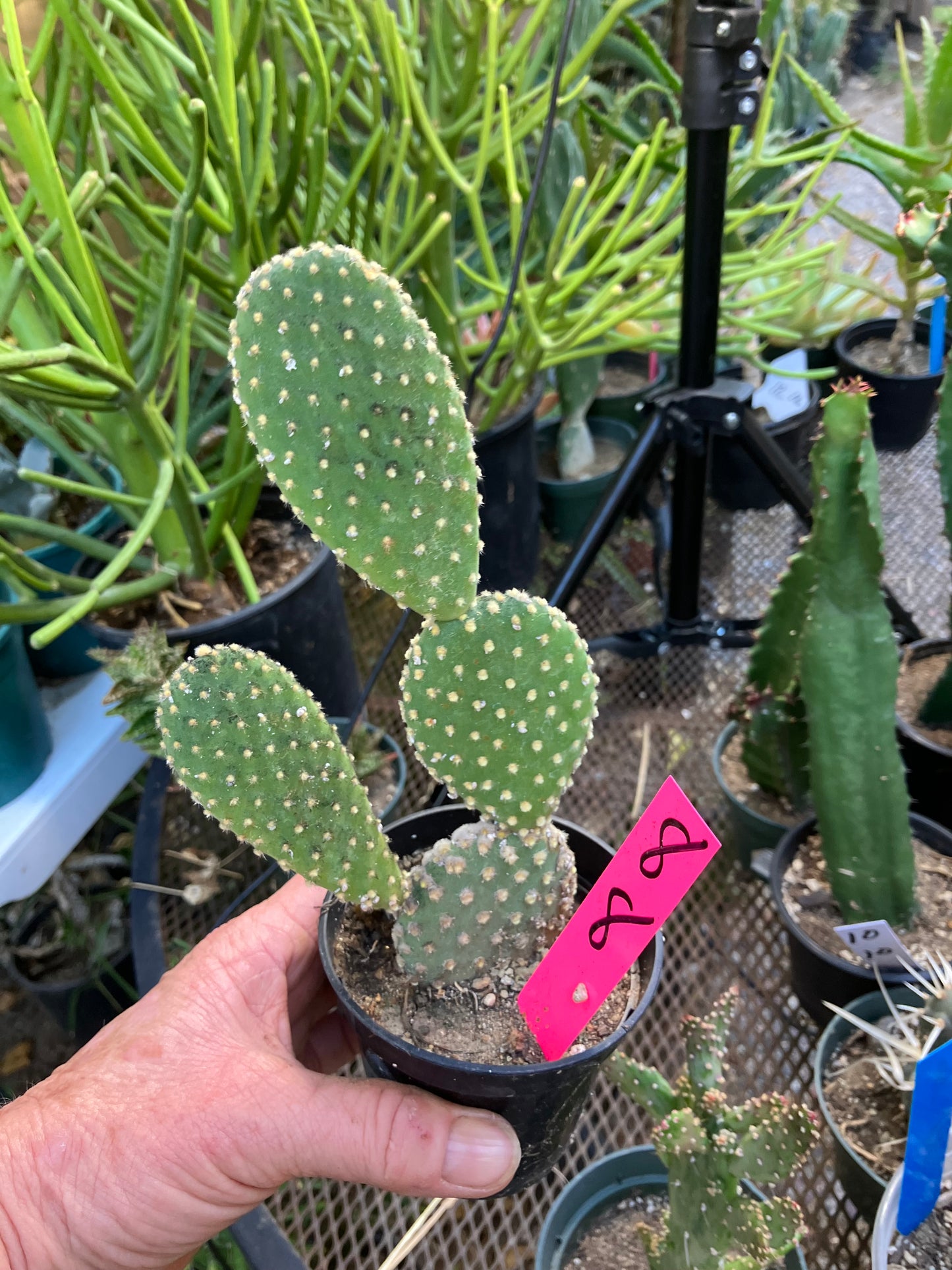 Opuntia microdasys Off White Bunny 8"Tall #8P