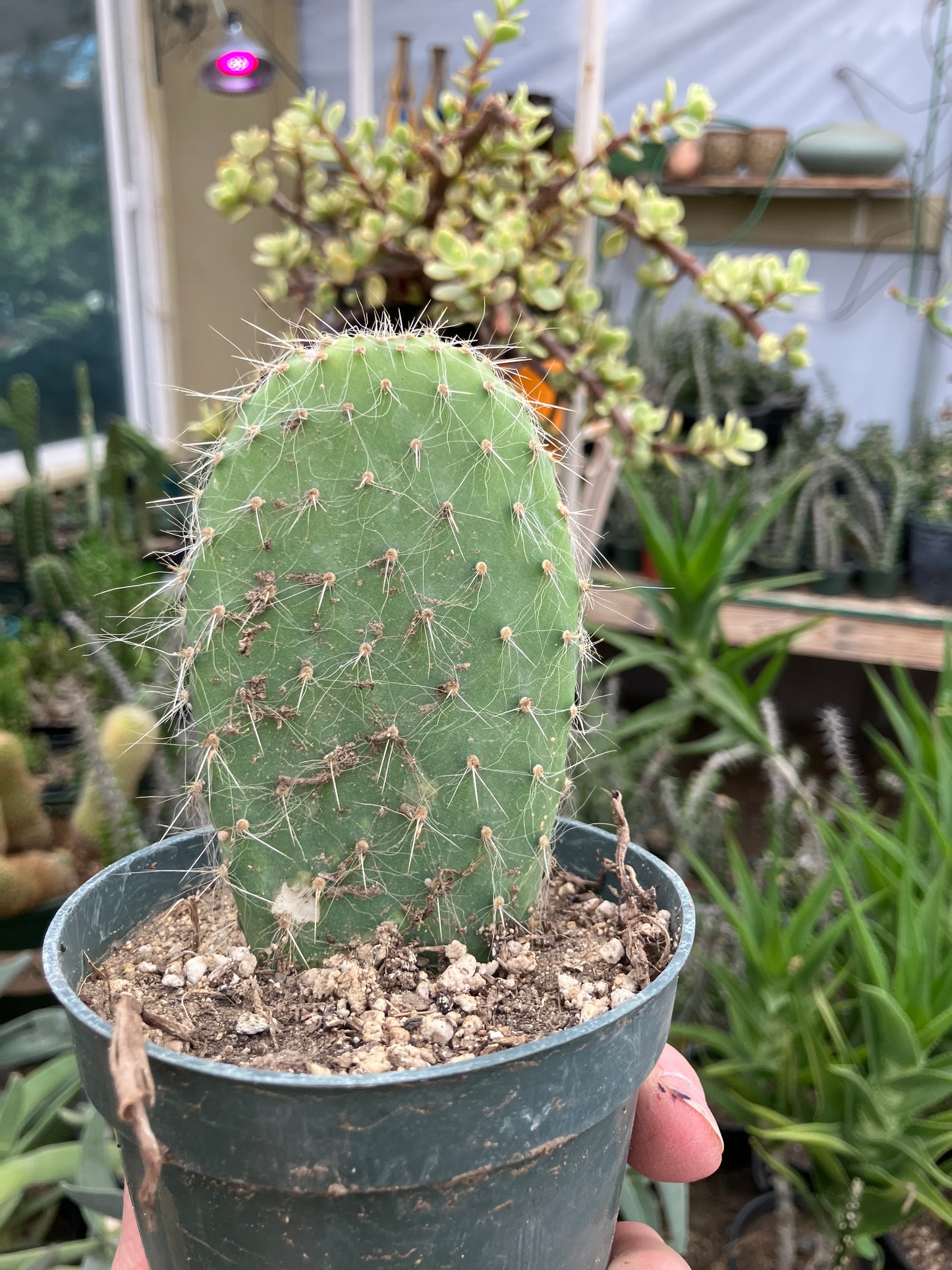 Opuntia pailana "White Thorned" 4.5"Tall #245R