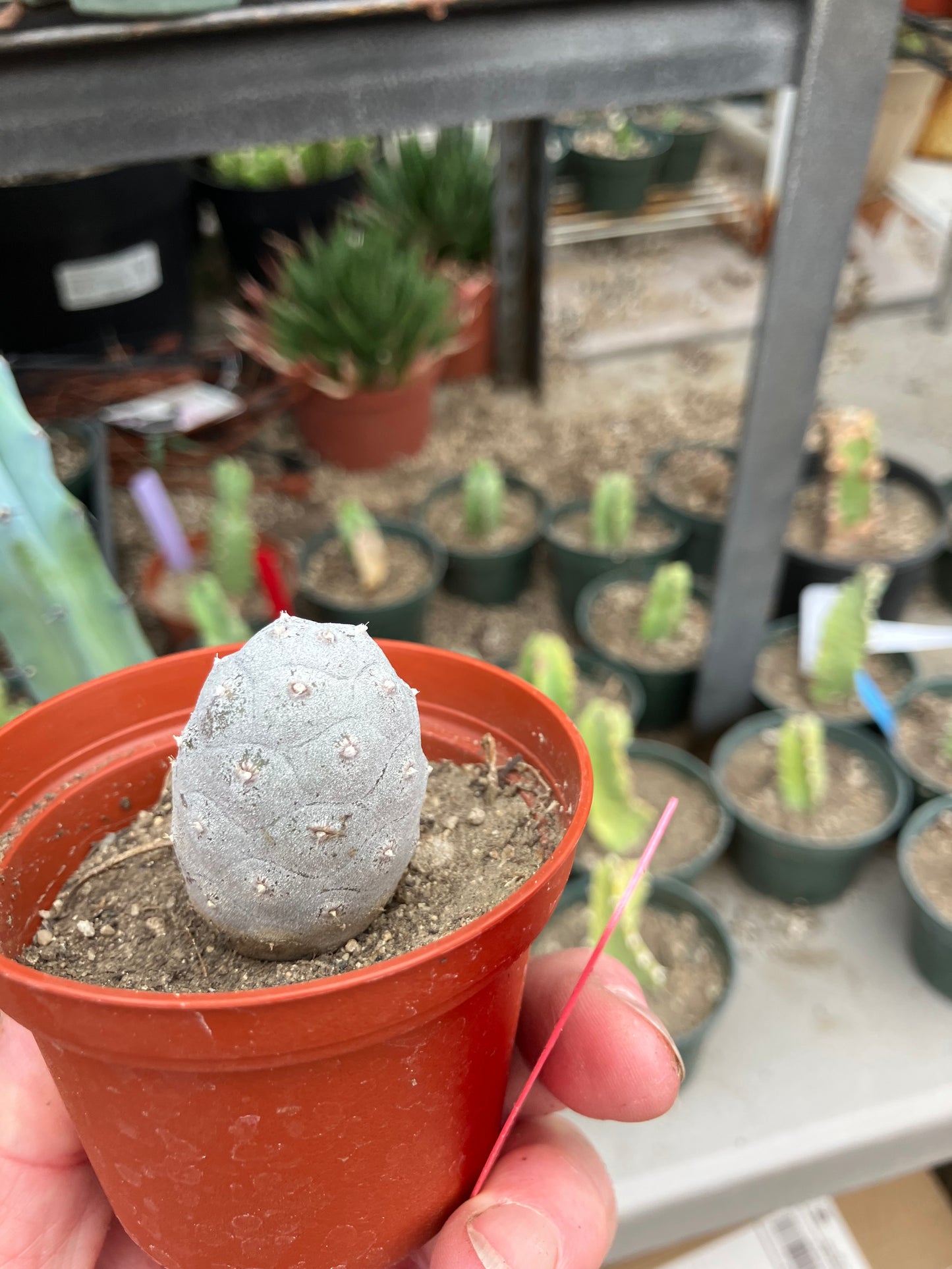 Pine Cone Cactus Tephrocactus~ articulatus var. diadematus Pinecone 1.5"Tall #97R