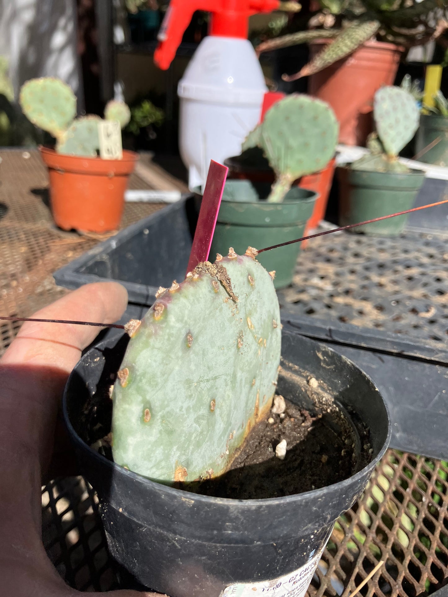 Opuntia Santa Rita Purple Prickly Pear 2.5”Tall #051P