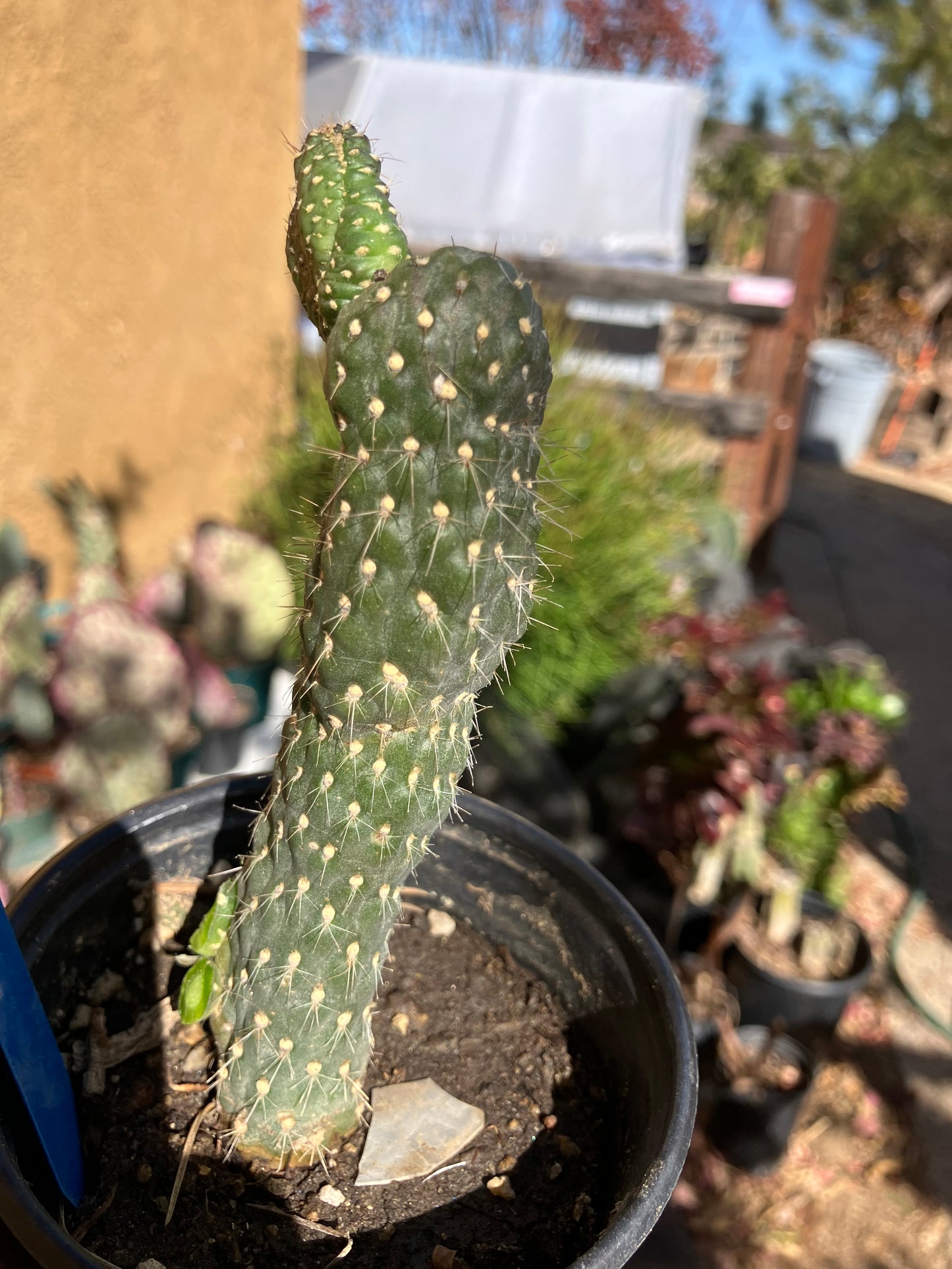 Cylindropuntia fulgida Cholla Boxing Glove Cactus Crest 5"Tall #10B*