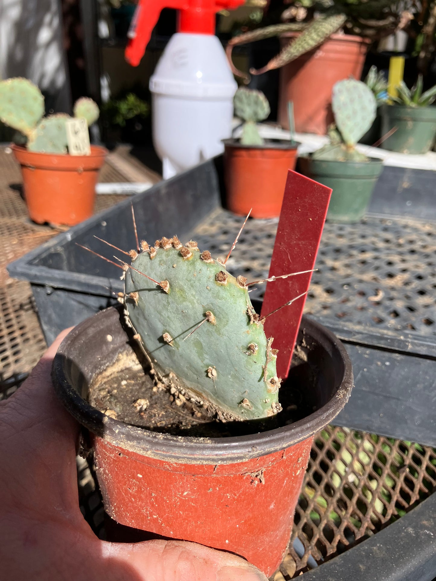 Opuntia Santa Rita Purple Prickly Pear 3”Tall #30R