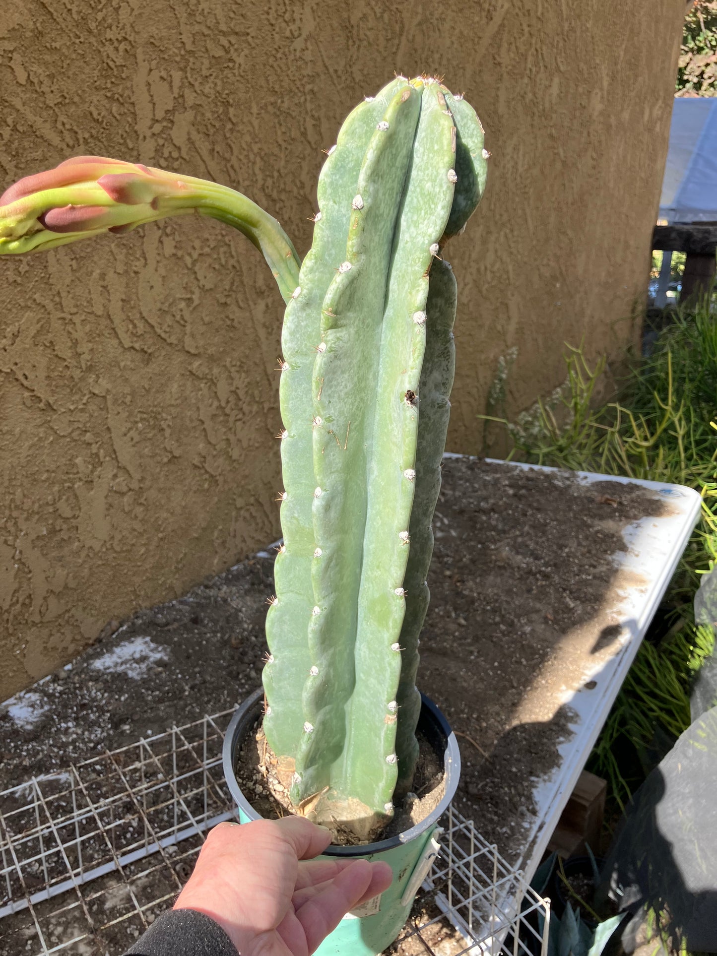 Cereus Peruvianus Night Blooming 17”Tall