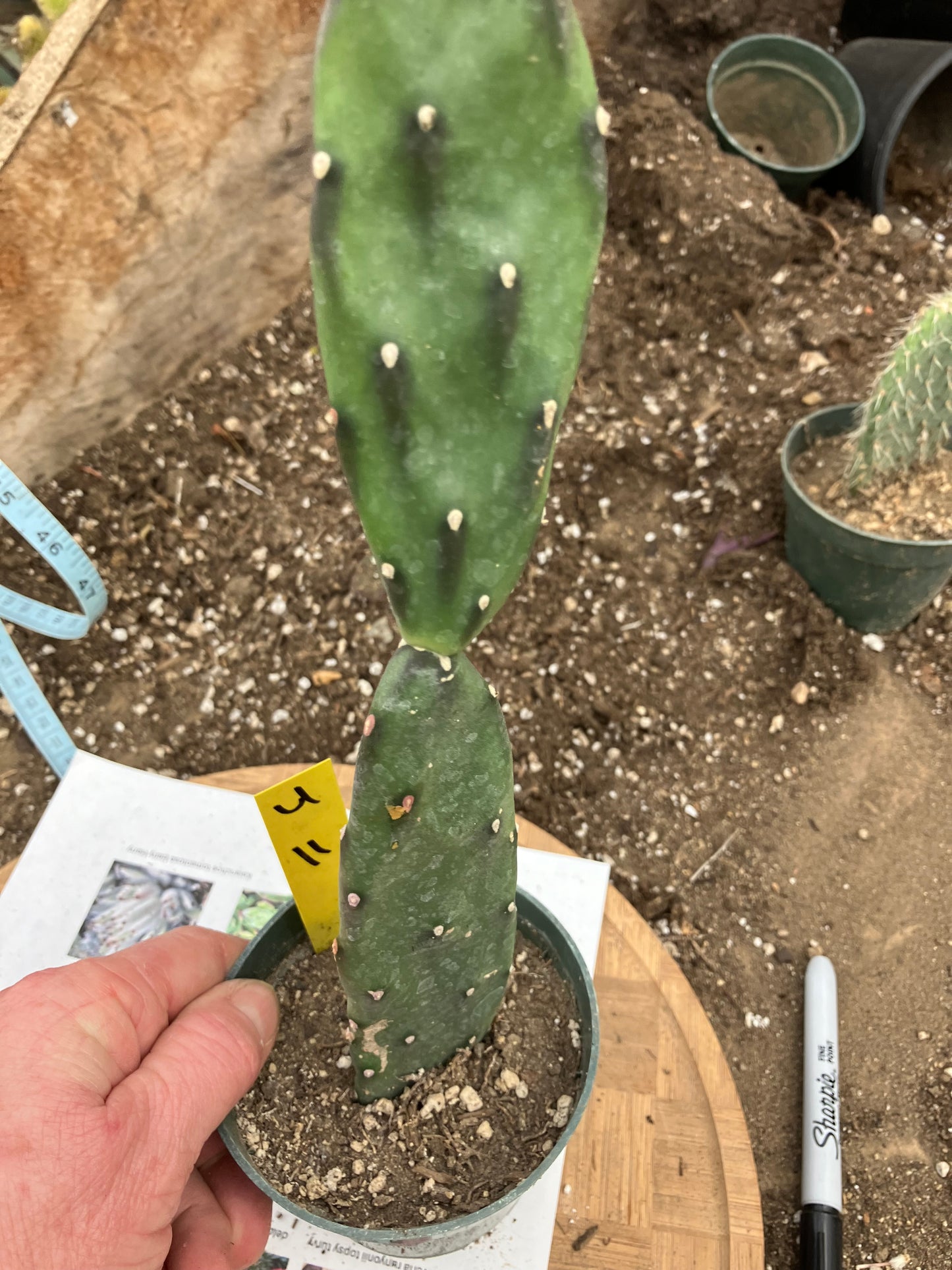 Opuntia canterae elata Ground Crawler 11"Tall #4Y