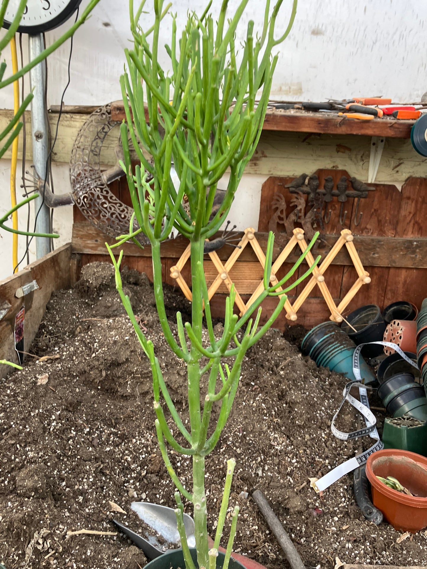 Euphorbia tirucalli Pencil Cactus 29"Tall 9"Wide #11Y