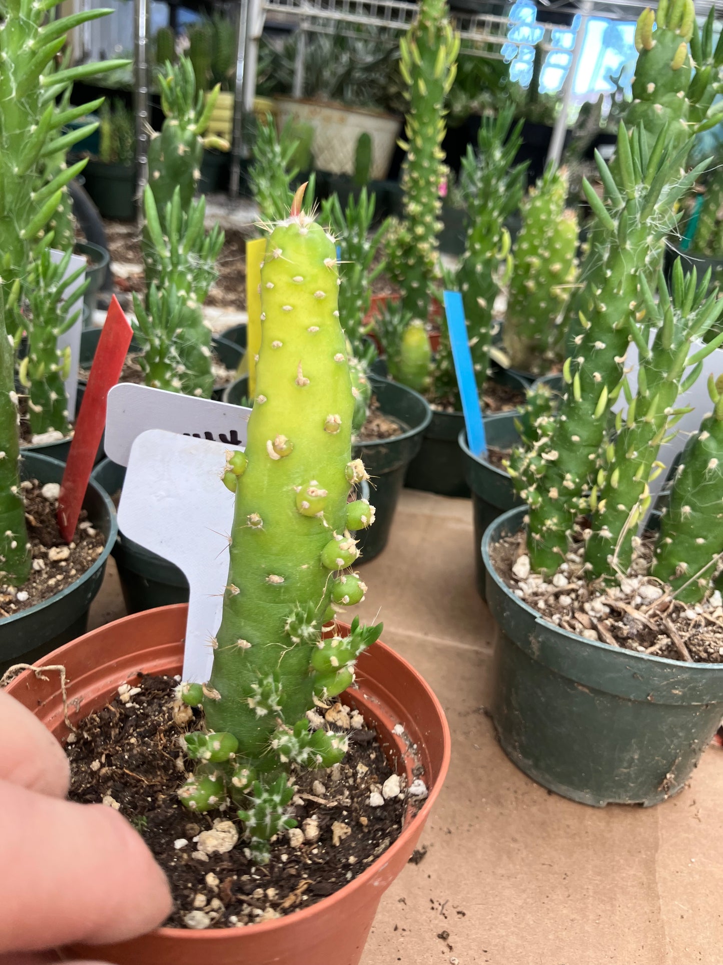 Austrocylindropuntia Cactus Gumbi Mini Eve's Needle 5"Tall #300W