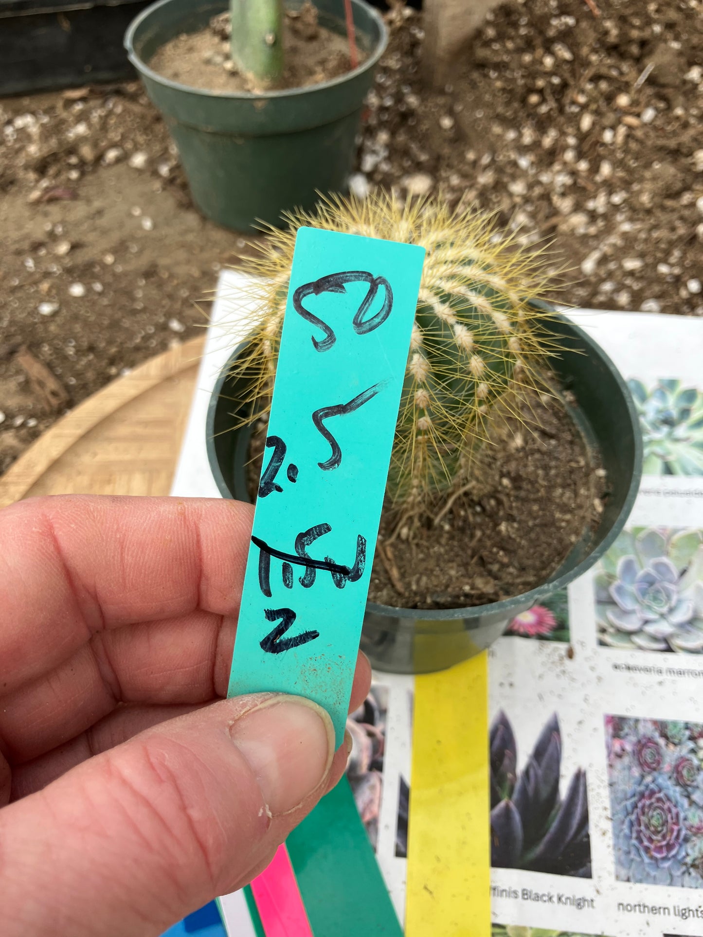 Notocactus Magnificus Balloon Cactus Fast Grower 2.5”Tall 2"Wide #50G