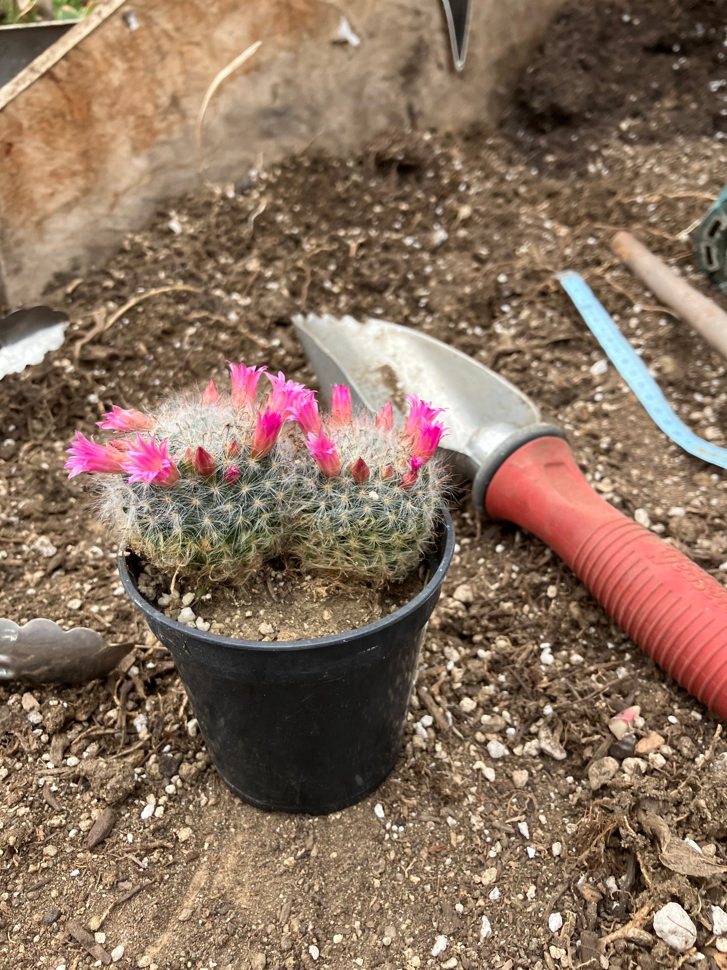 Mammillaria bocasana rosalviflora Powder Puff Cluster 3.5"W #041G"This Plant"