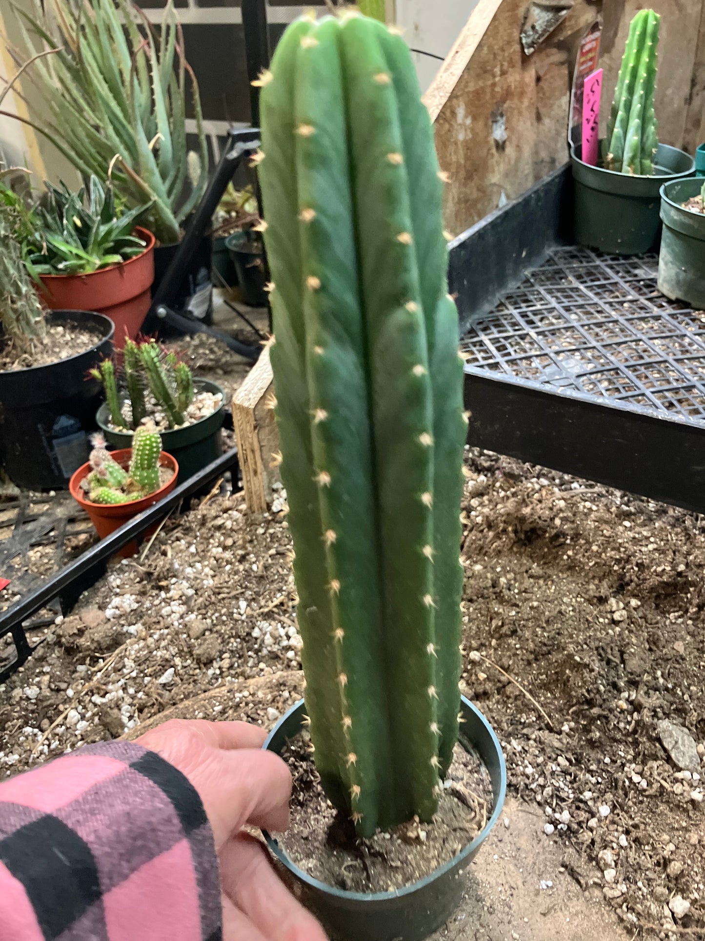 San Pedro Cactus - Trichocereus pachanoi 11"Tall #81W