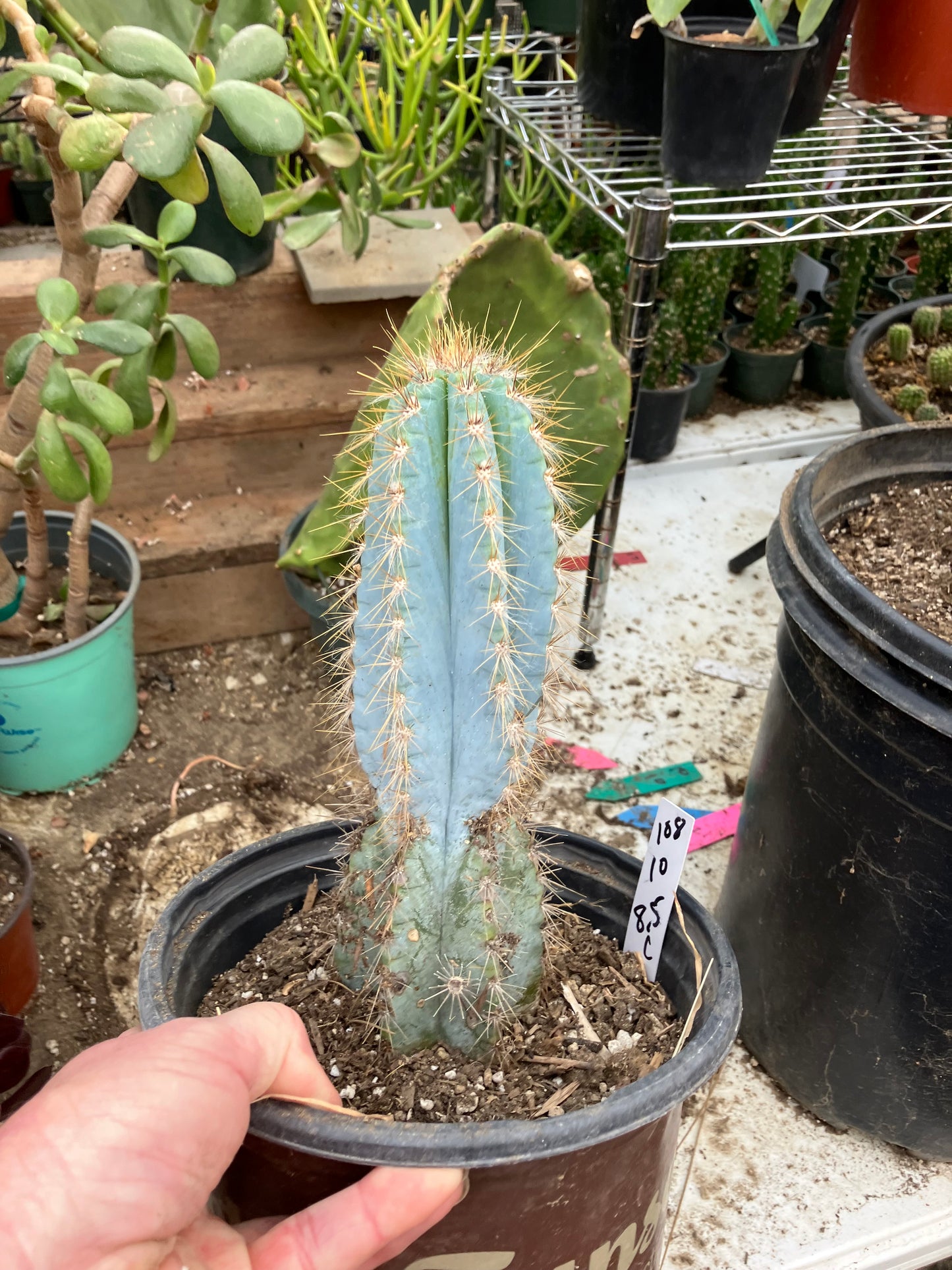 Pilosocereus Blue Azureus Cactus 10" Tall 8.5"Circumference #108W