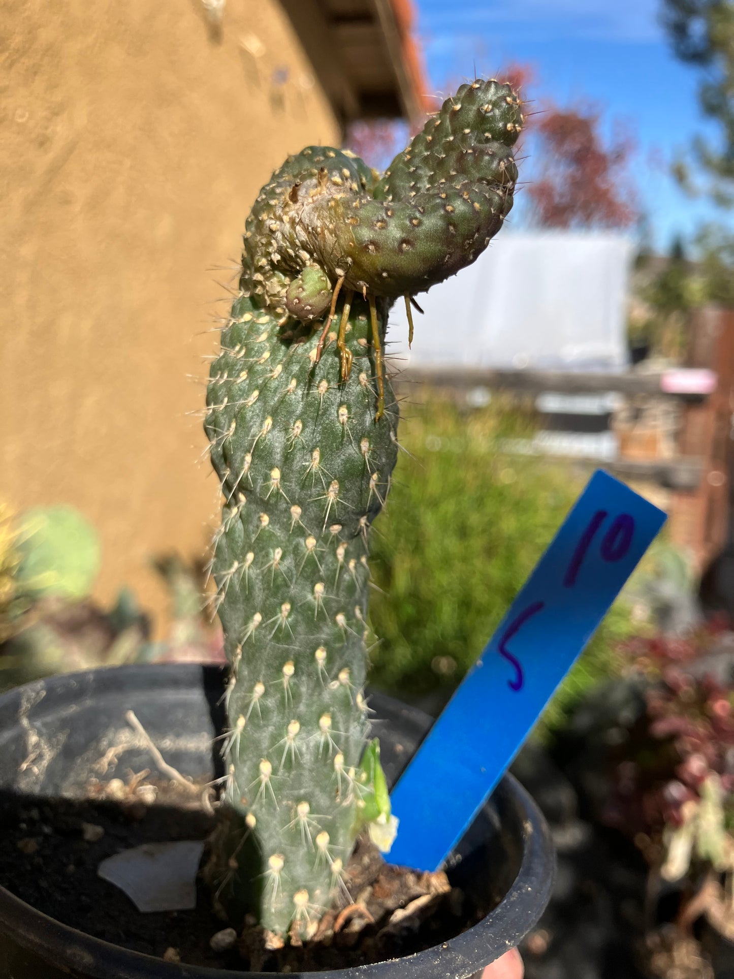 Cylindropuntia fulgida Cholla Boxing Glove Cactus Crest 5"Tall #10B*