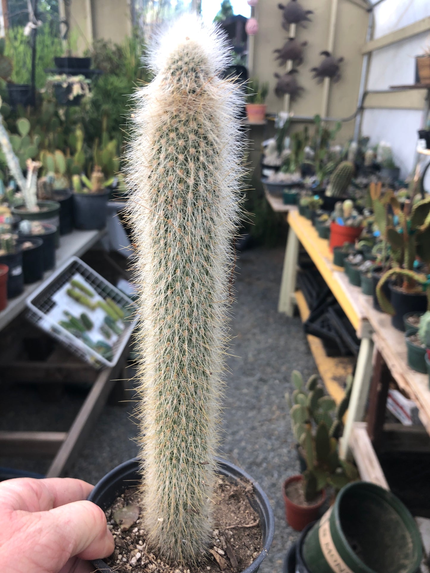Cleistocactus Strausii Silver Torch Cactus 11”Tall #11W