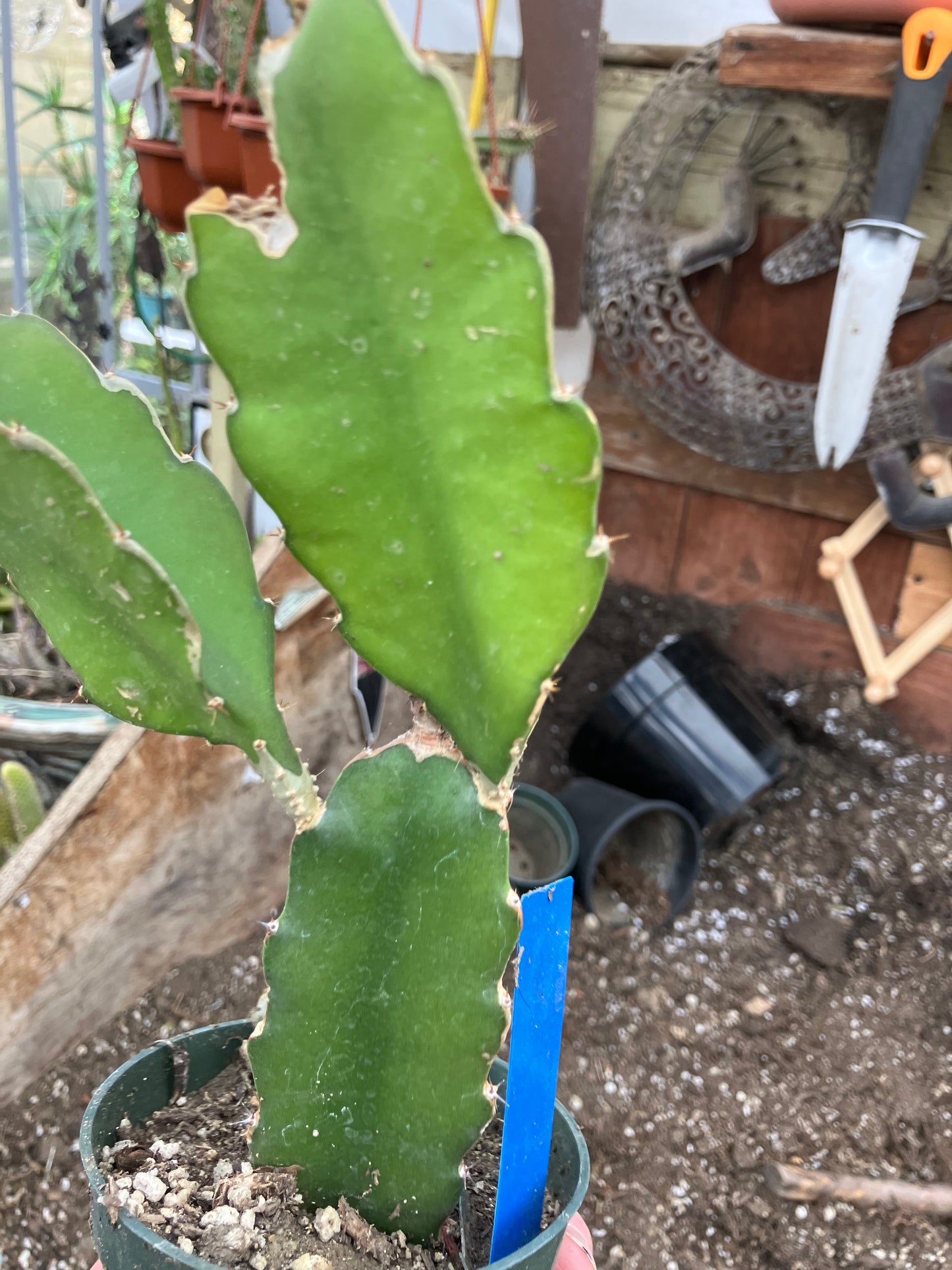 Dragon Fruit Plant Rooted Pitaya or Pitahaya 9" Tall #68B