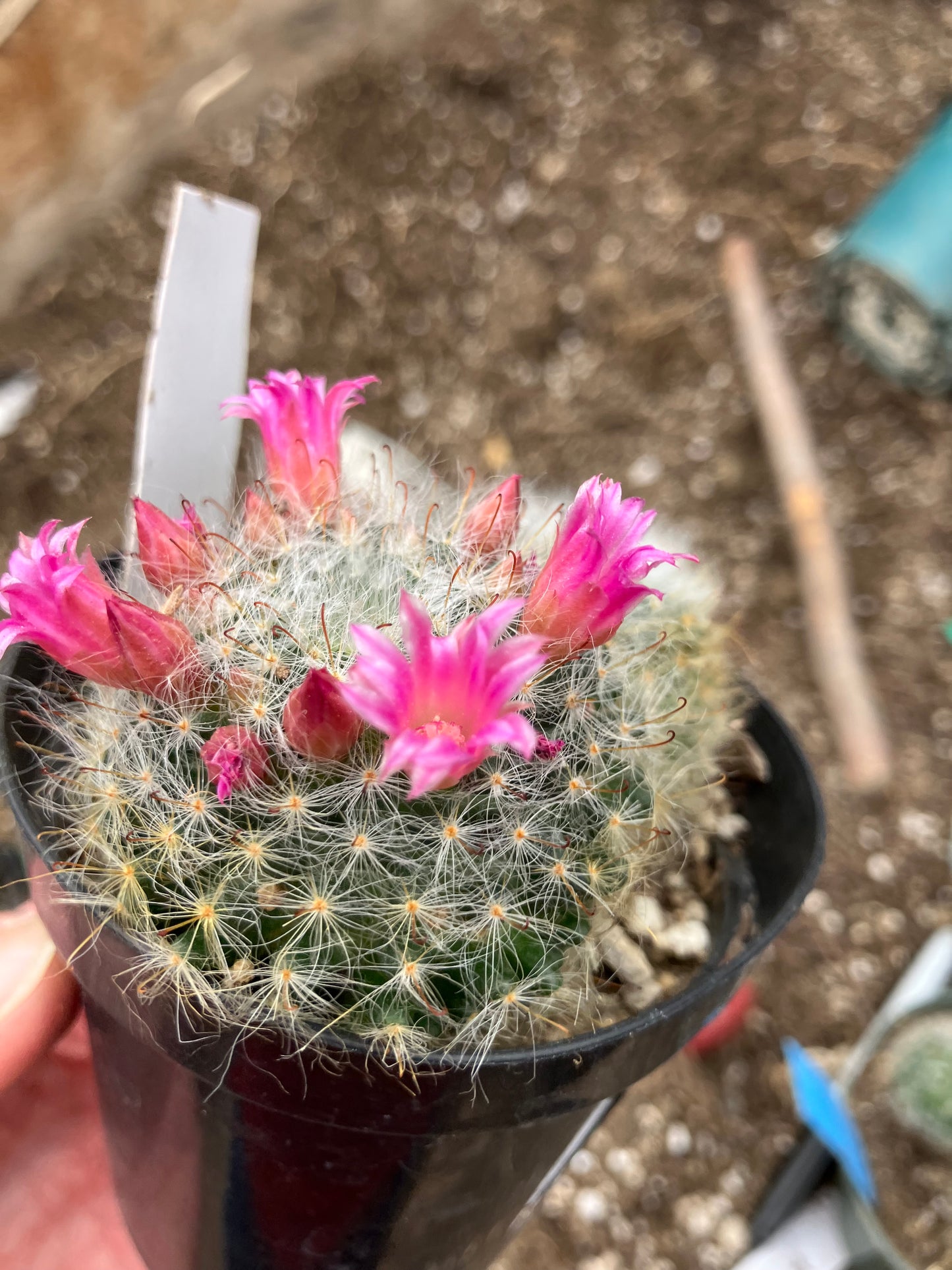 Mammillaria bocasana rosalviflora Powder Puff Cluster 4"W #47W"This Plant"