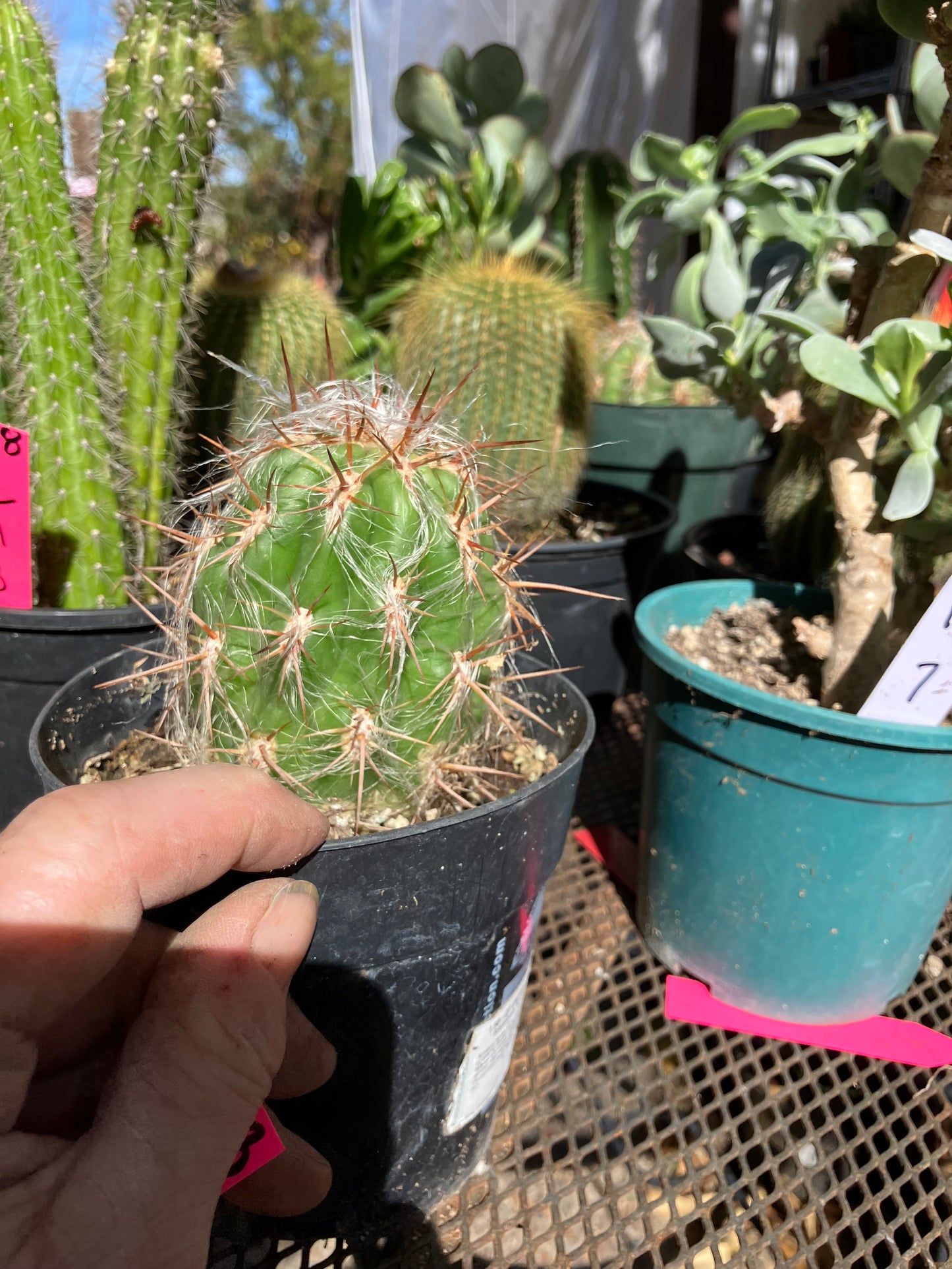 Oreocereus Old Man Andes 4"Tall 3"Wide 11"Circumference #1143P