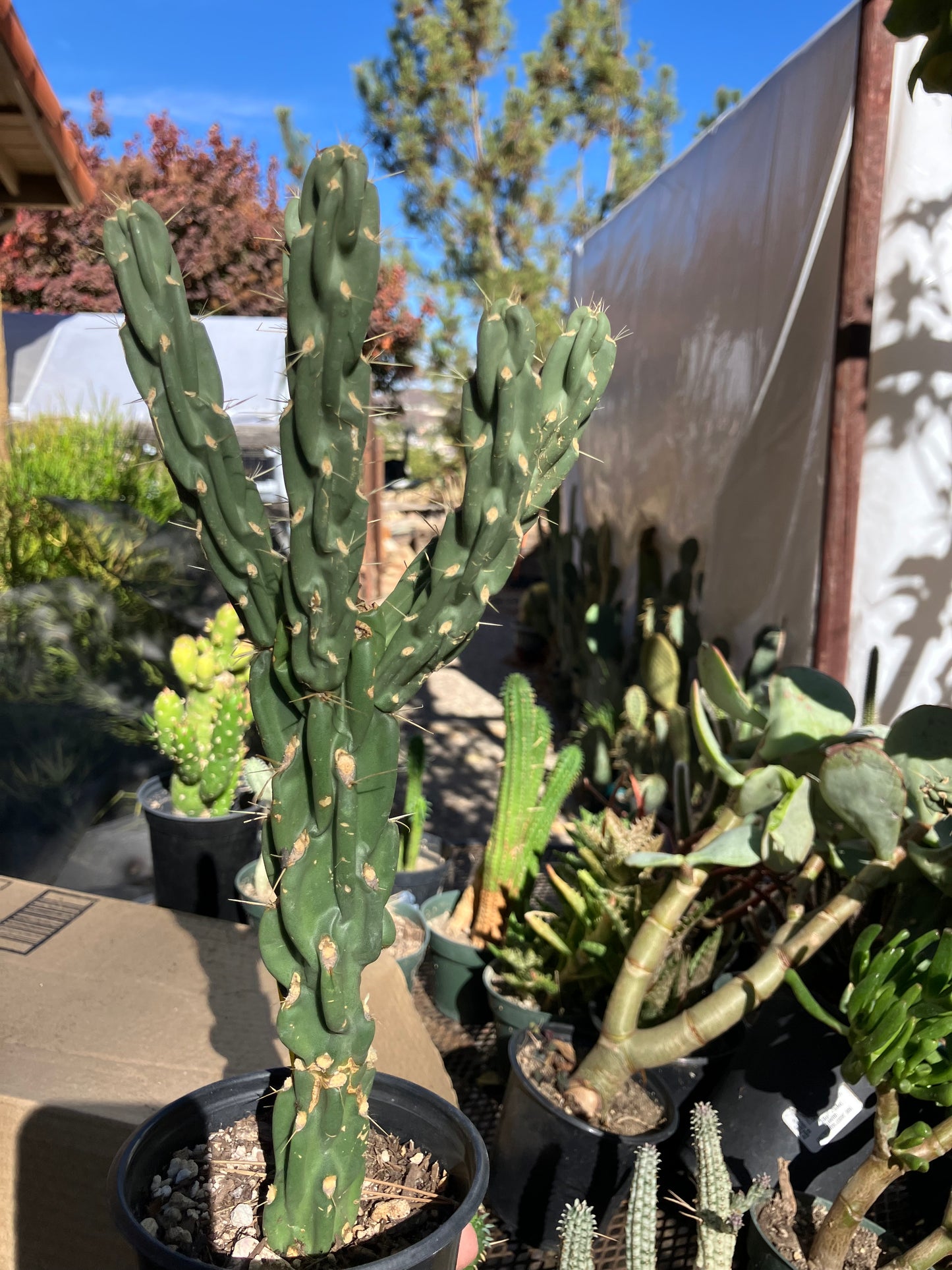 Cholla Cylindropuntia Buckhorn Cactus 11”Tall #111Y