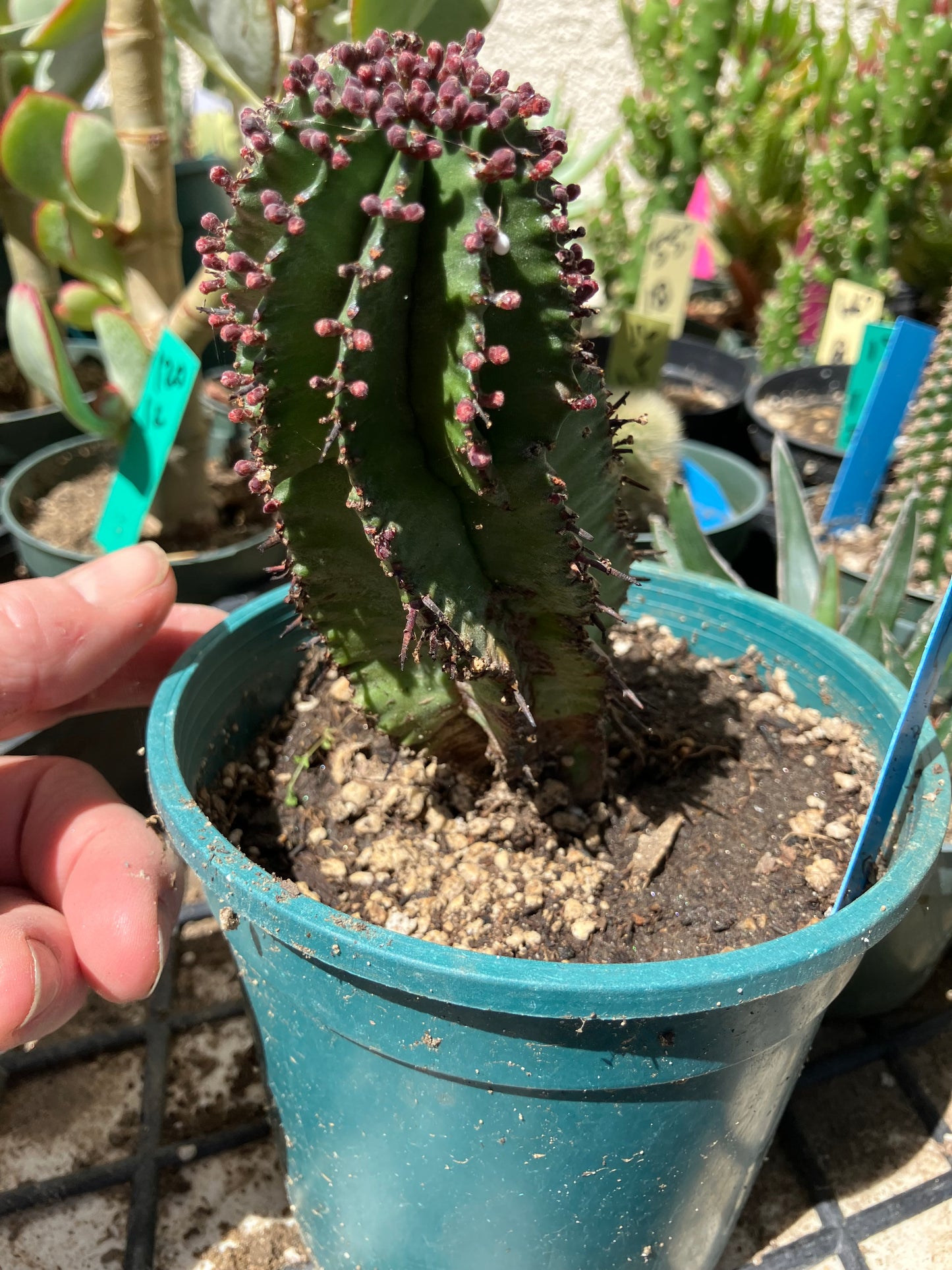 Euphorbia anoplia Green Tanzanian Zipper 5"Tall #15B