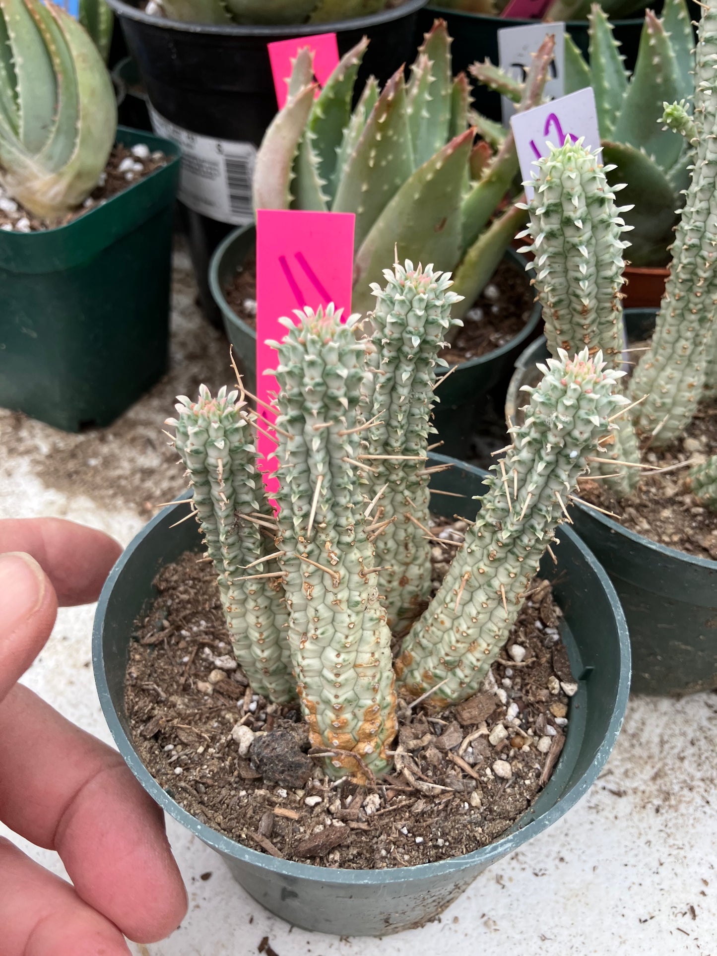 Euphorbia mammillaria variegata Corn Cob 3"Tall #11P