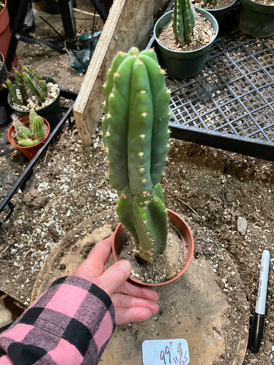 San Pedro Cactus - Trichocereus pachanoi 11" Tall #99W