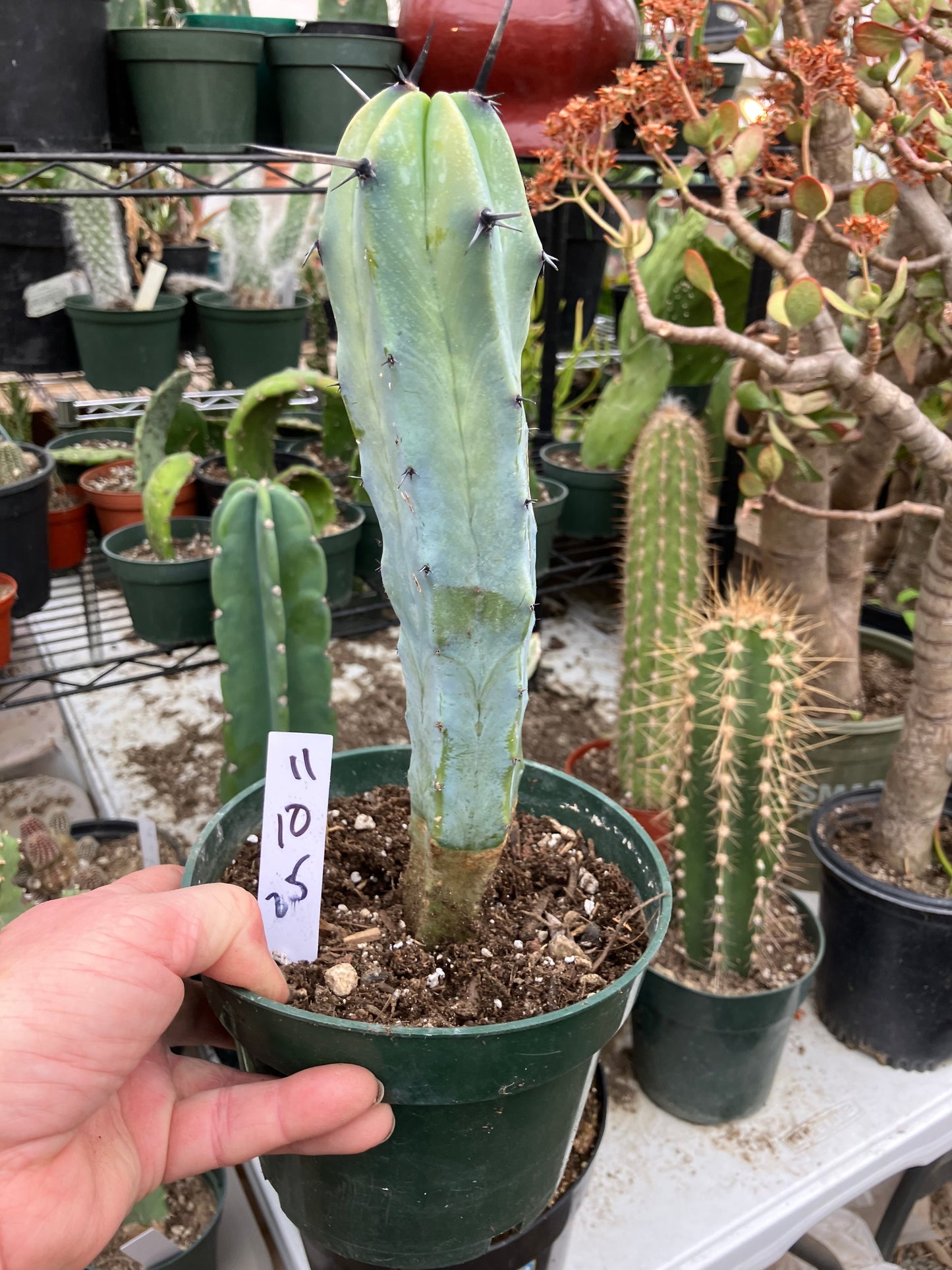 Myrtillocactus cochal Candelabra Cactus 11"Tall 2.5" Wide #11W