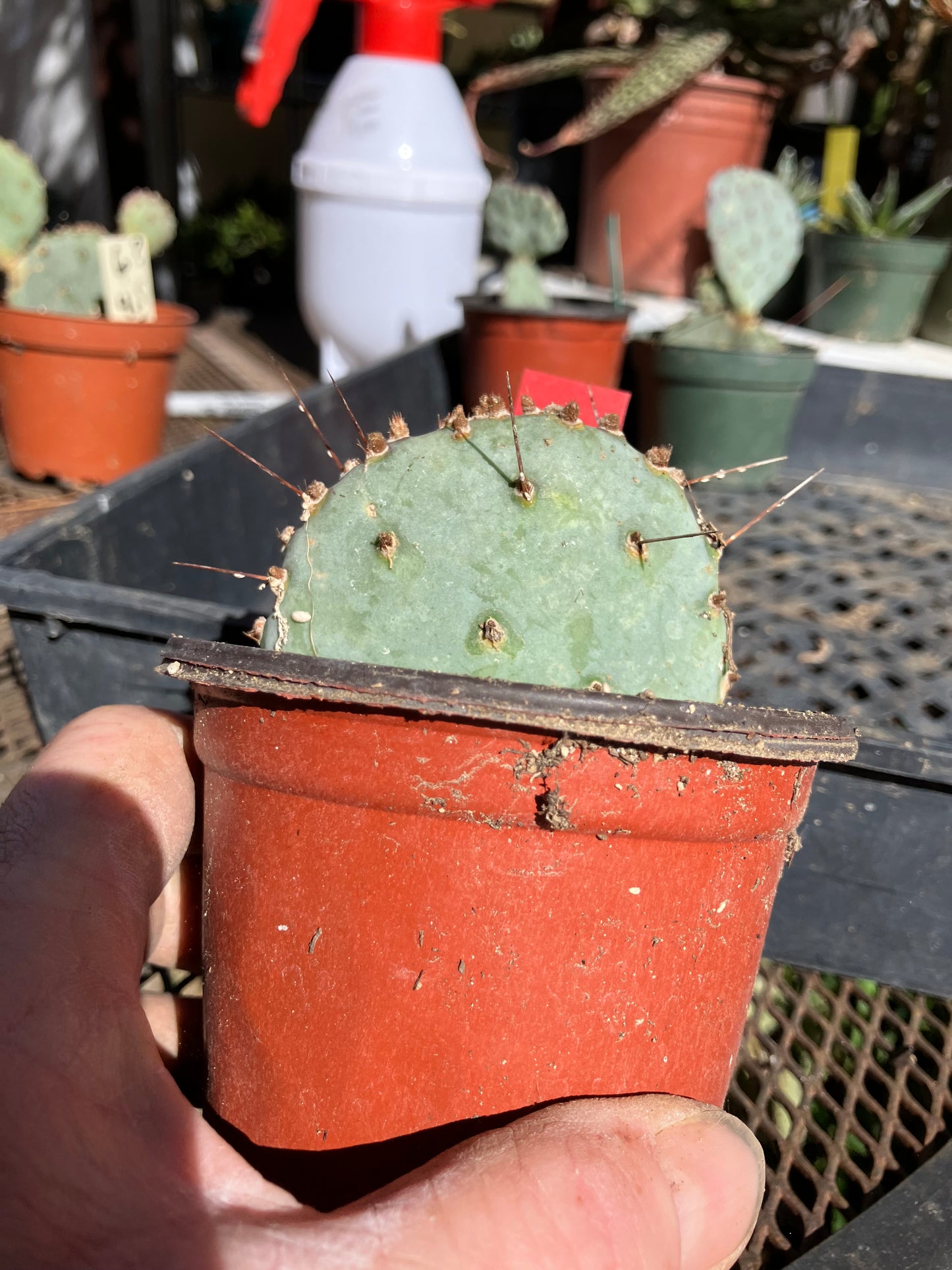 Opuntia Santa Rita Purple Prickly Pear 3”Tall #30R
