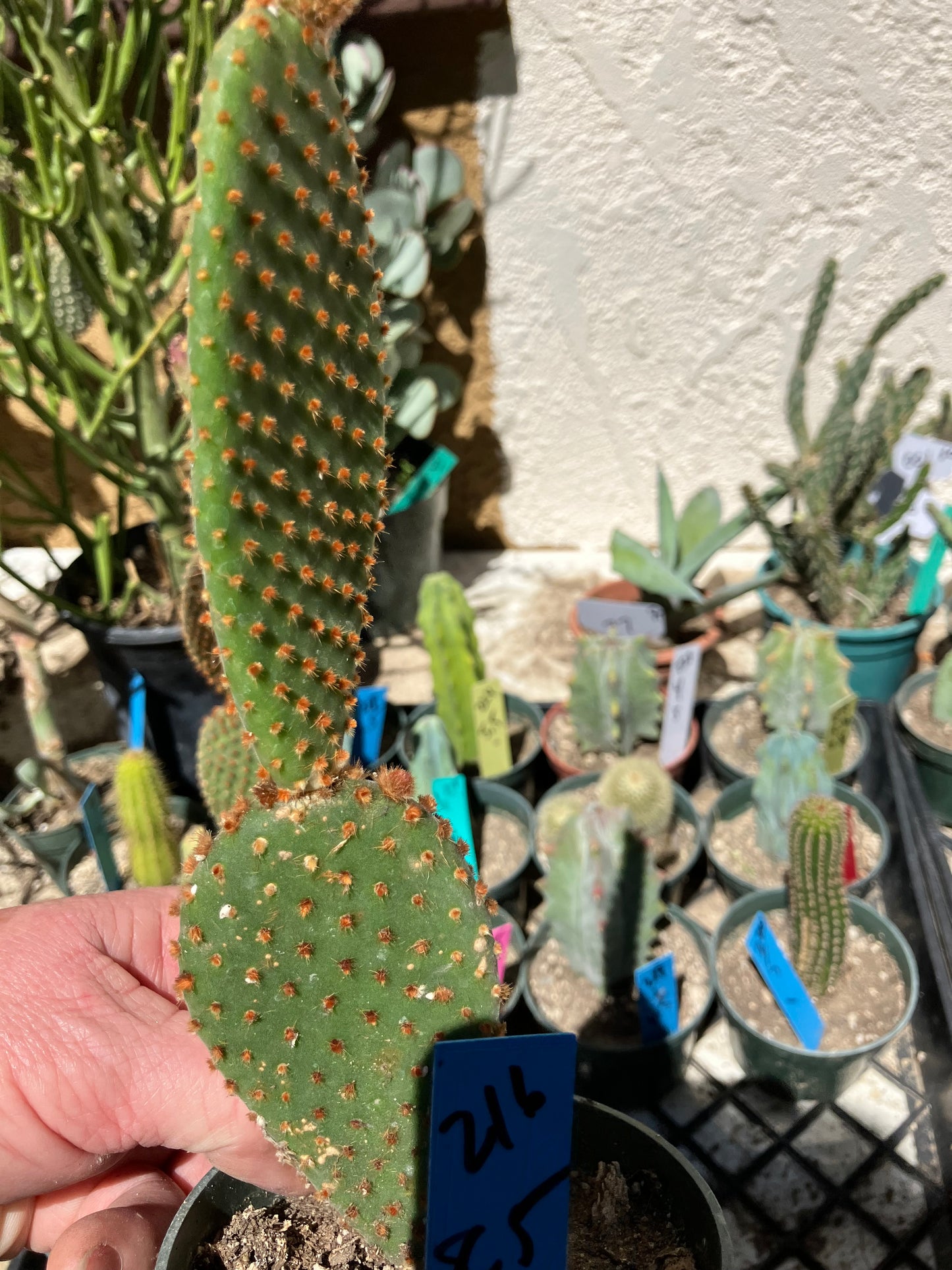 Opuntia microdasys Cinnamon Bunny Ears 8.5"Tall #216B