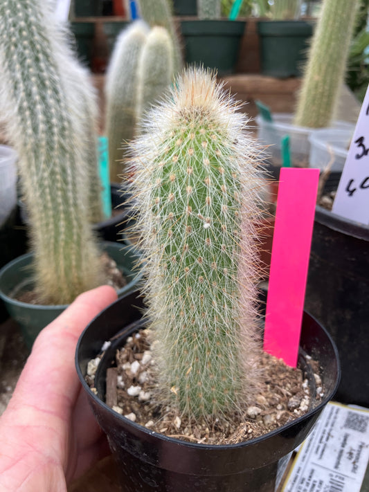 Cleistocactus tupizensis Silver Pole/Torch Cactus 3.5”Tall #53P