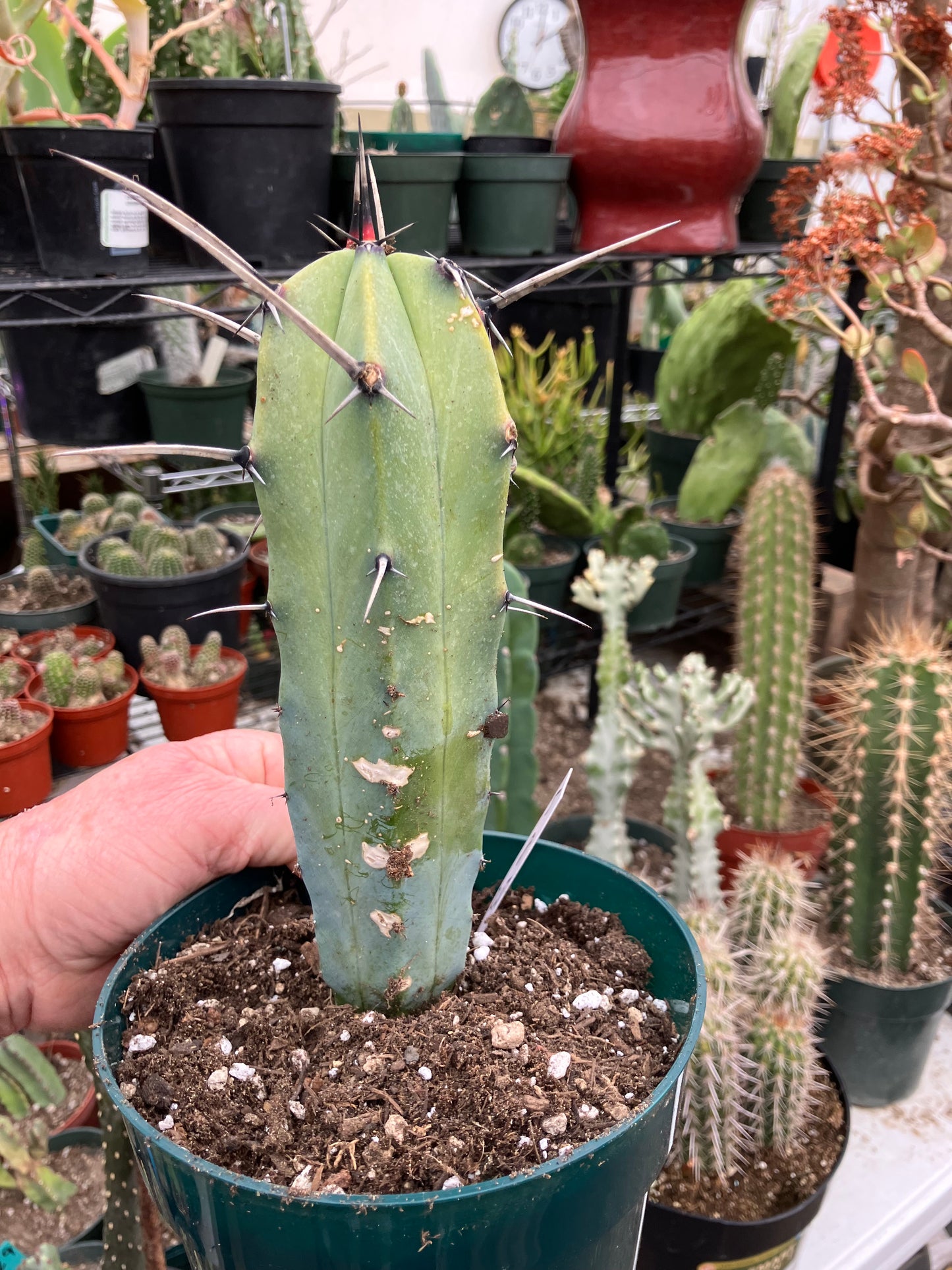 Myrtillocactus cochal Candelabra Cactus 8"Tall 2.5" Wide #5W