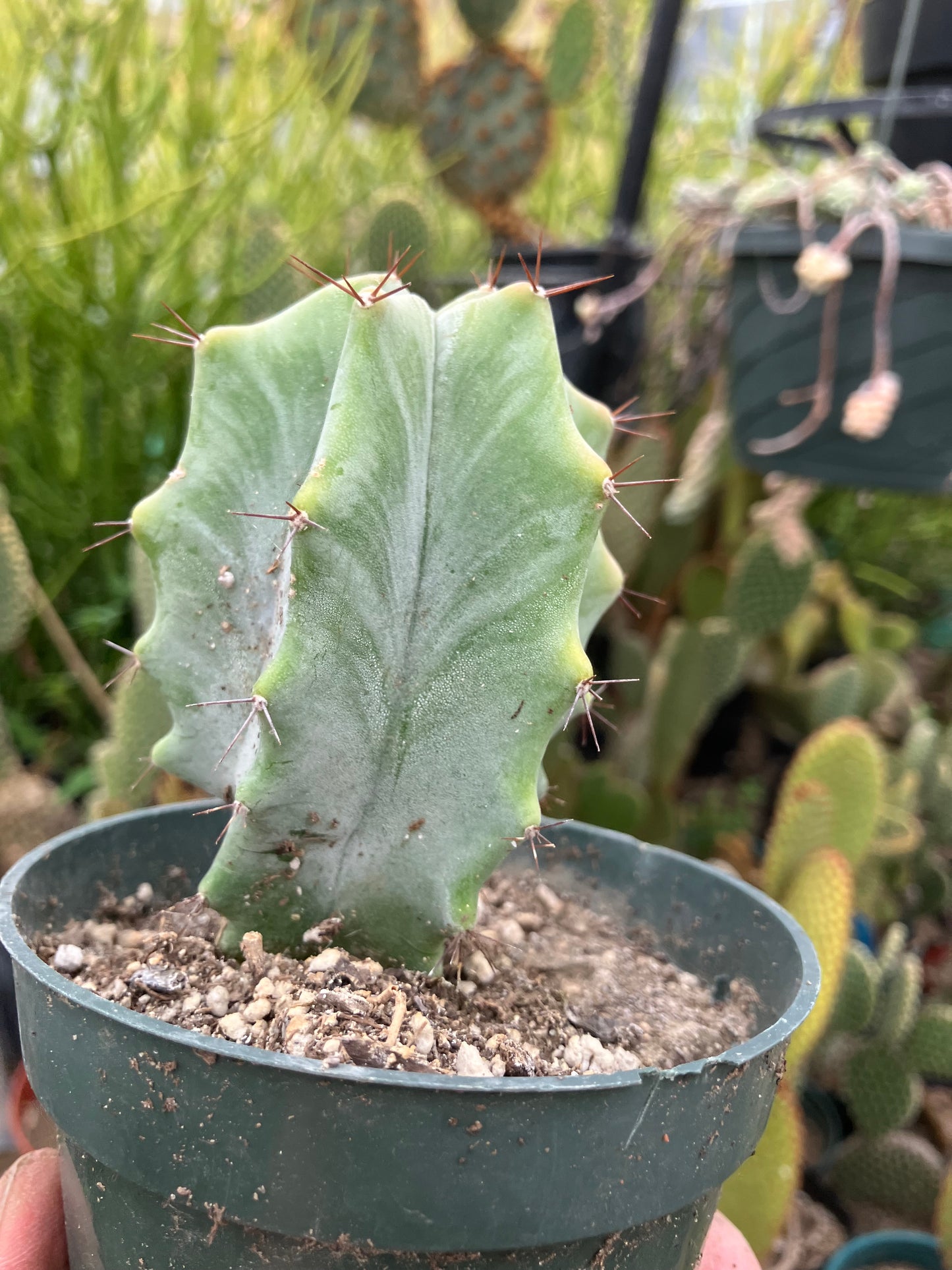 Lemaireocereus pruinosus Grey Ghost  3.25"Tall 2.25"Wide #223Y