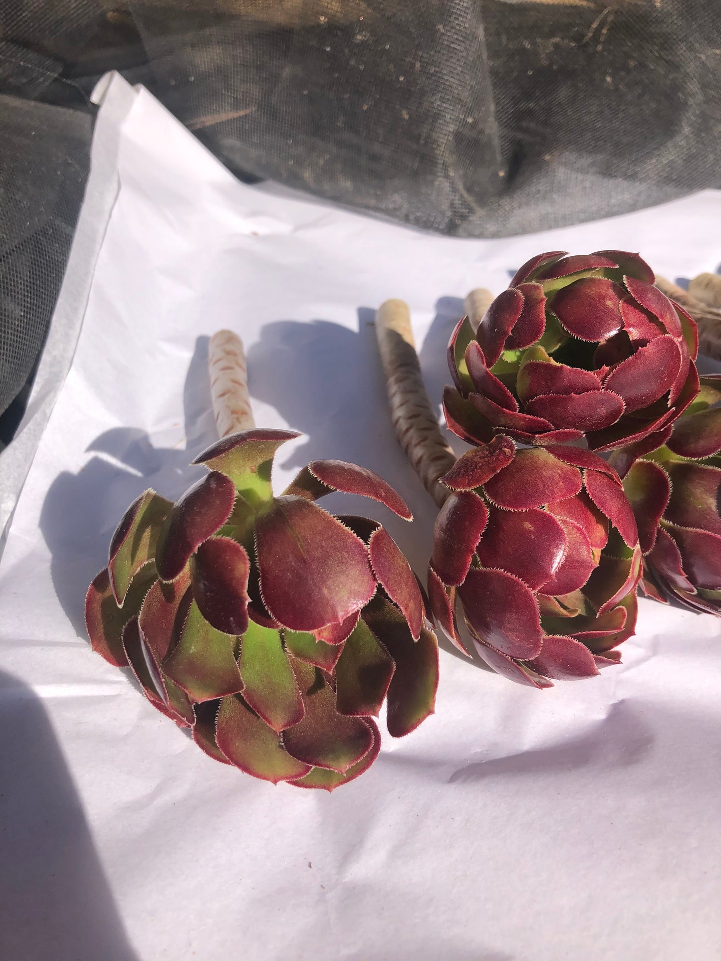 Red Aeonium "Jack Catlin" Twelve (12) Beautiful 6" Tall UnRooted Cuttings