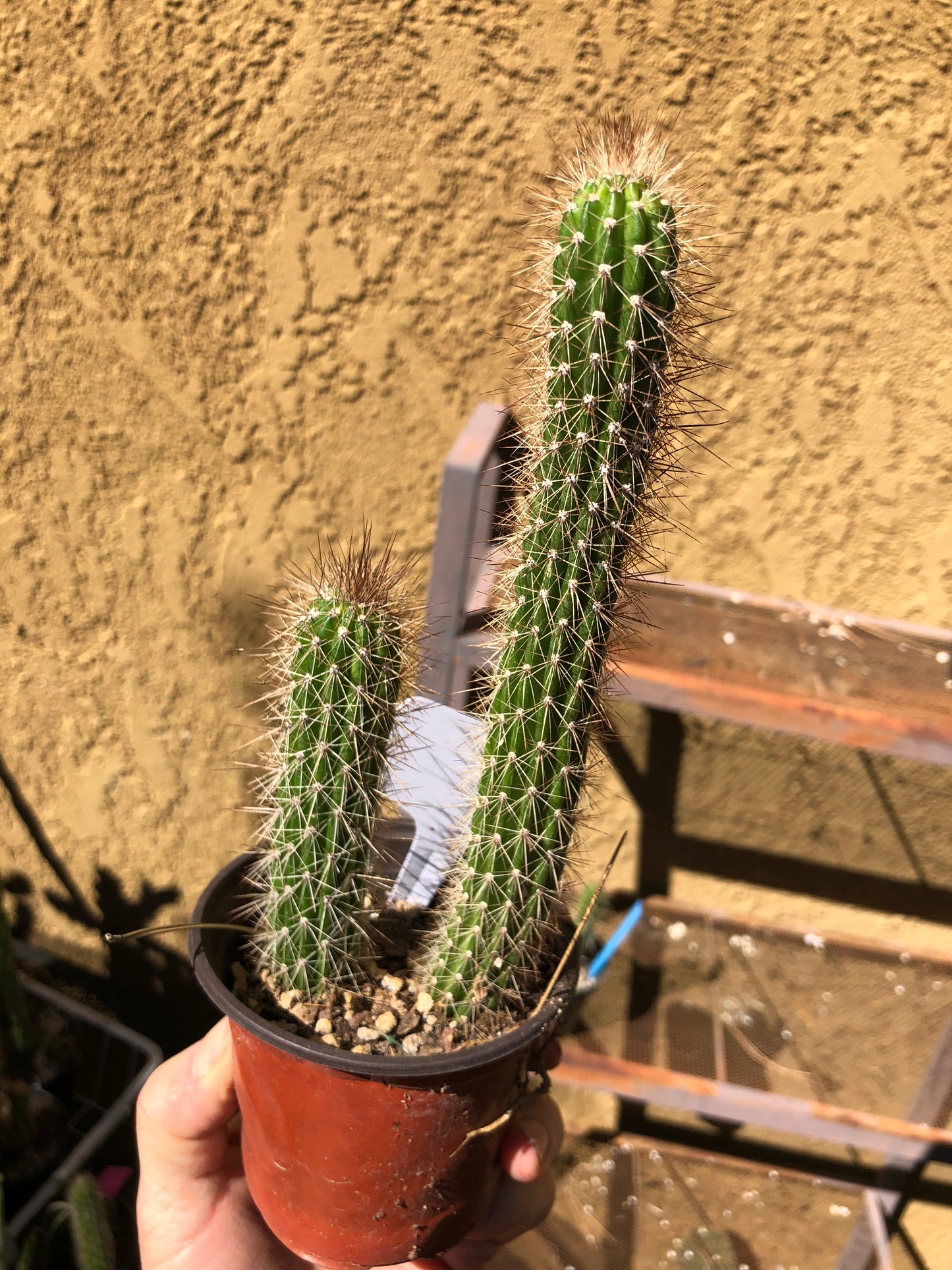 Echinocereus pensilis Snake Cactus Plant 8"Tall #80W