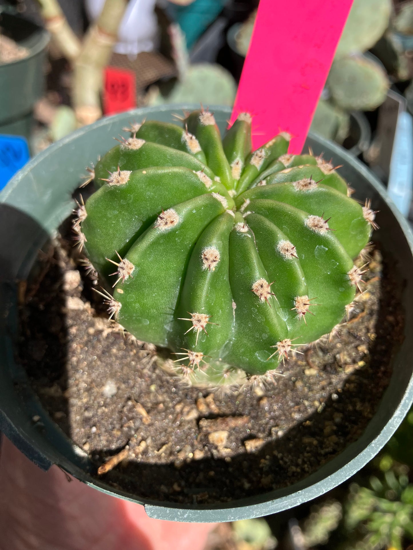Echinopsis oxygona Salmon Easter Lily 7.5"Circumference #1P