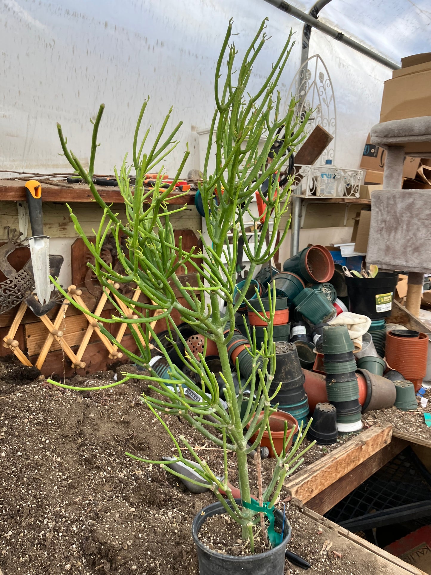 Euphorbia tirucalli Fire Stick 30"Tall 15"Wide #53B