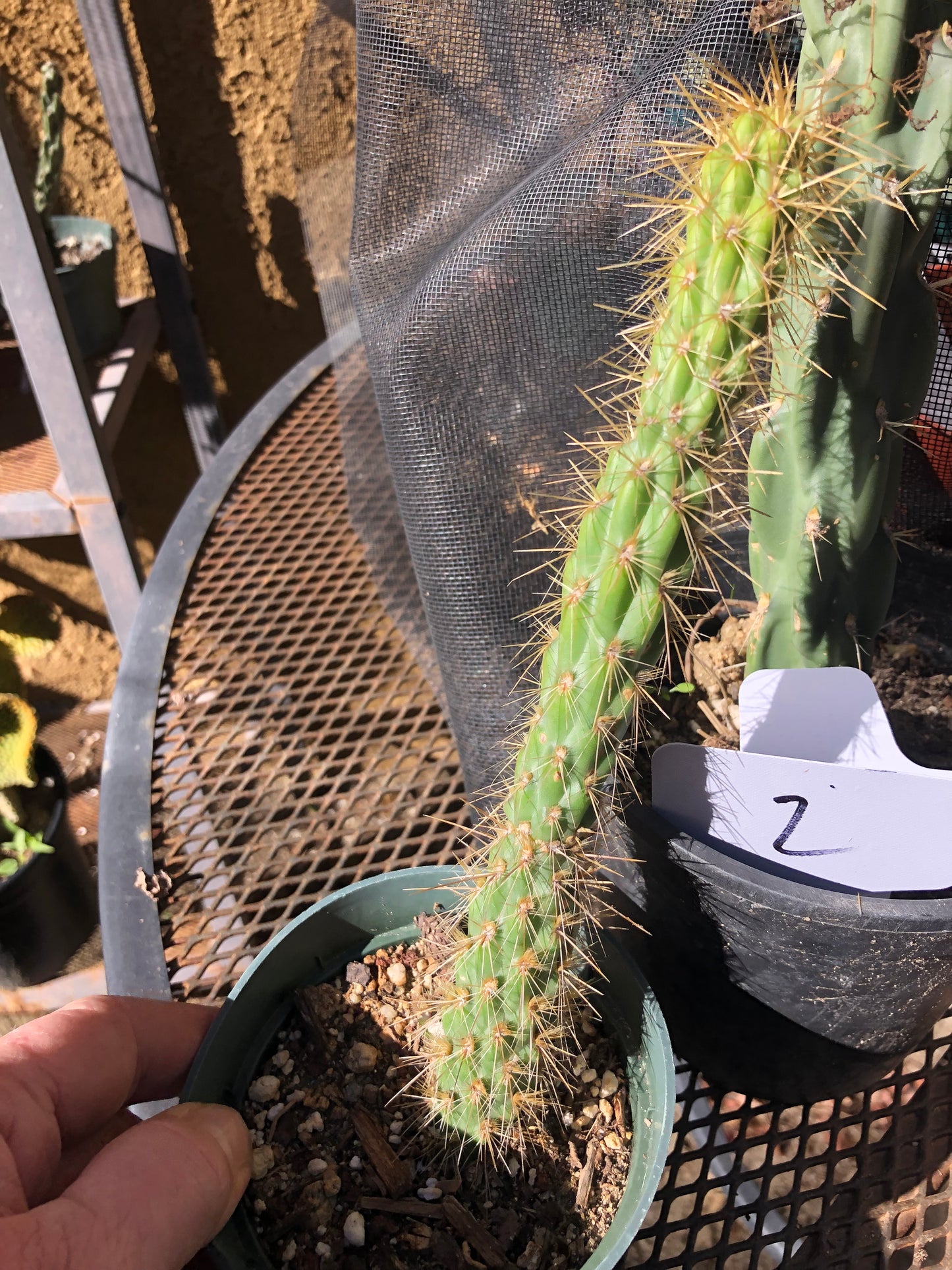 Cholla Cylindropuntia  Buckhorn 9”Tall #99P