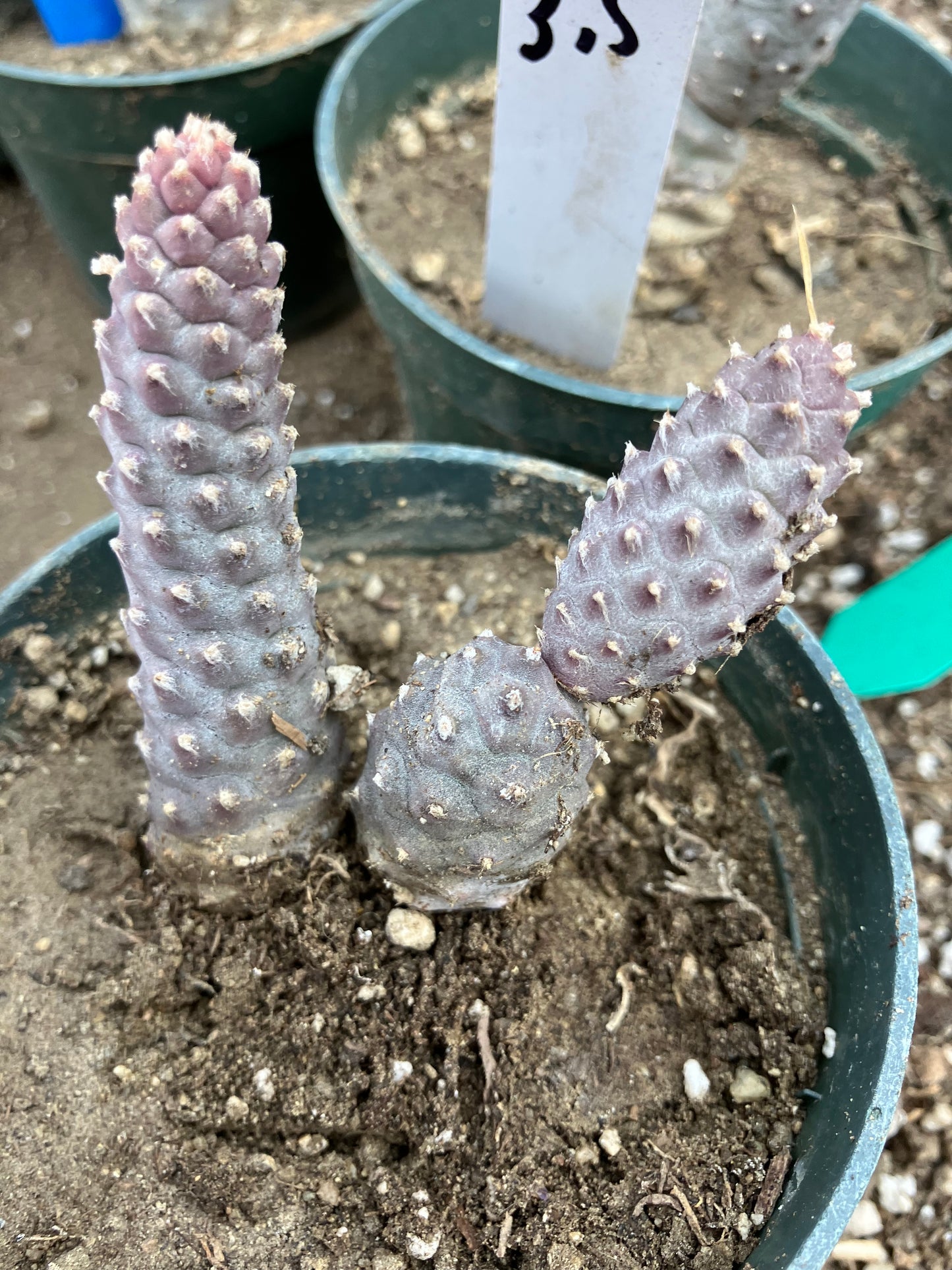 Pine Cone Cactus Tephrocactus~ articulatus var. diadematus Pinecone 3"Tall #23P
