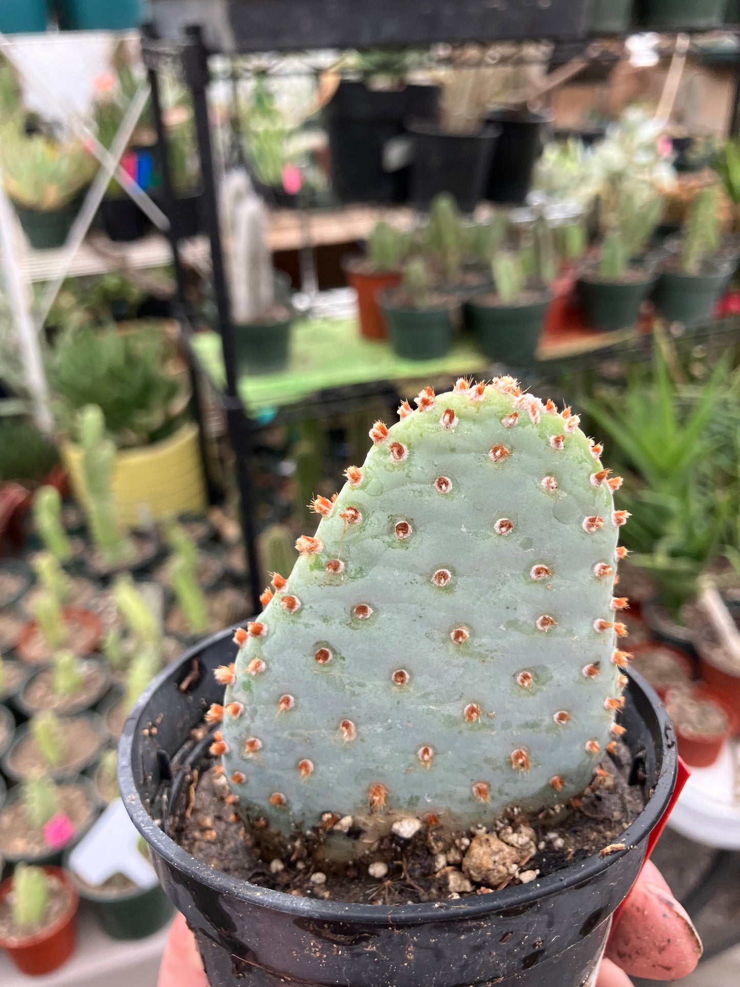 Opuntia Basilaris Beavertail Cactus 3"Tall #33R